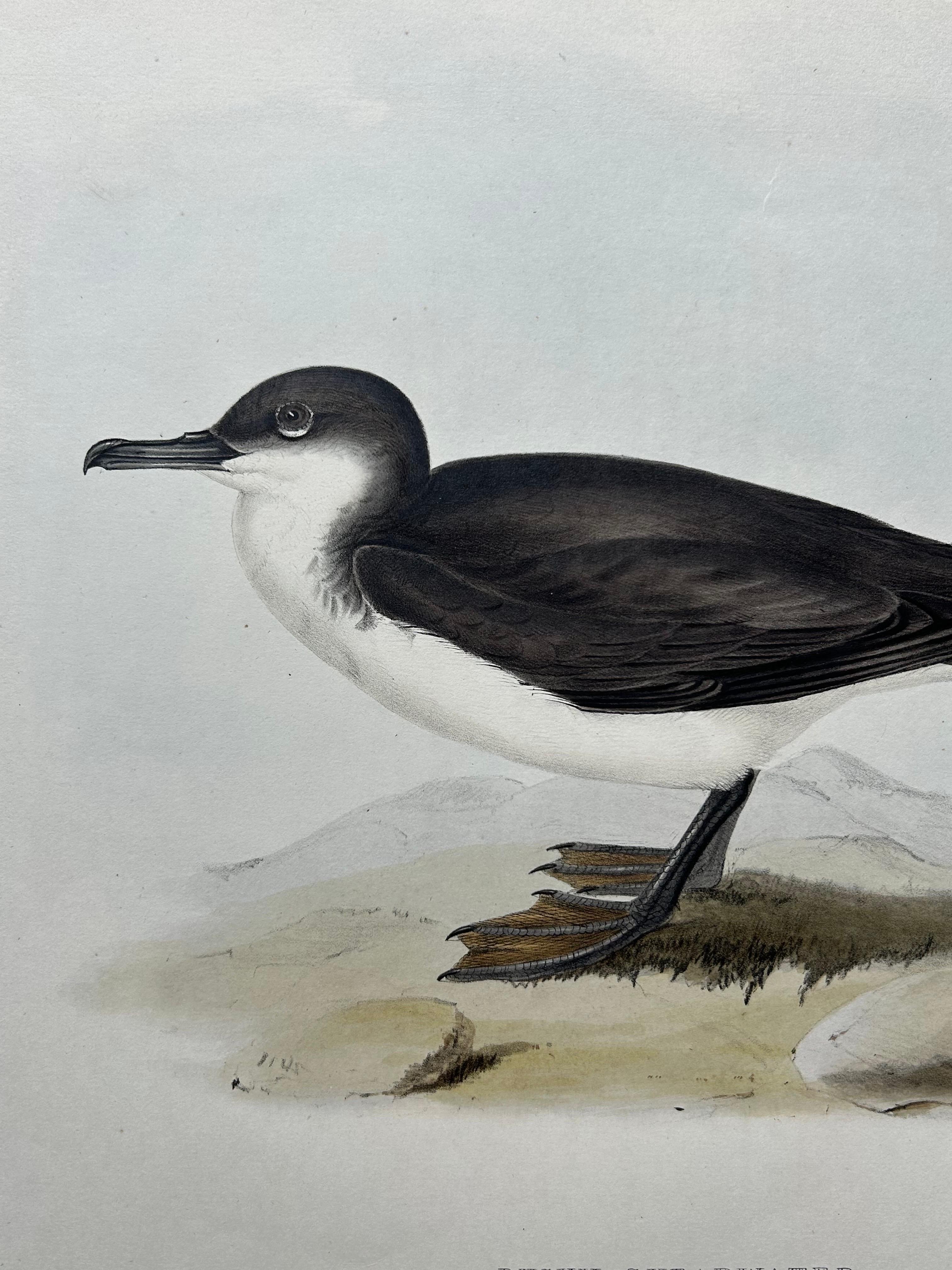 Paper Dusky Shearwater – Antique Bird Lithograph by John Gould, c.1832 For Sale