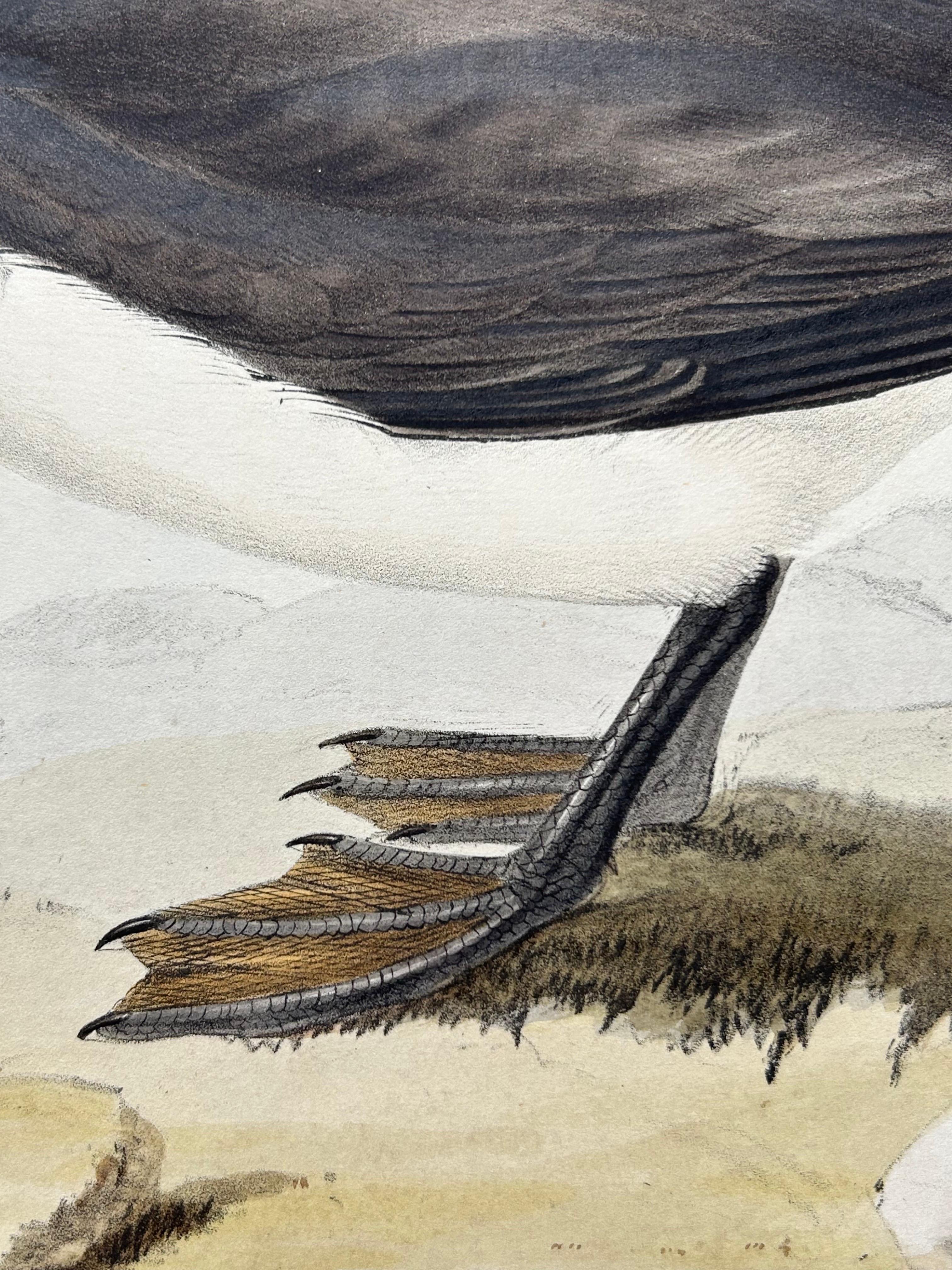 Dusky Shearwater – Antique Bird Lithograph by John Gould, c.1832 For Sale 1