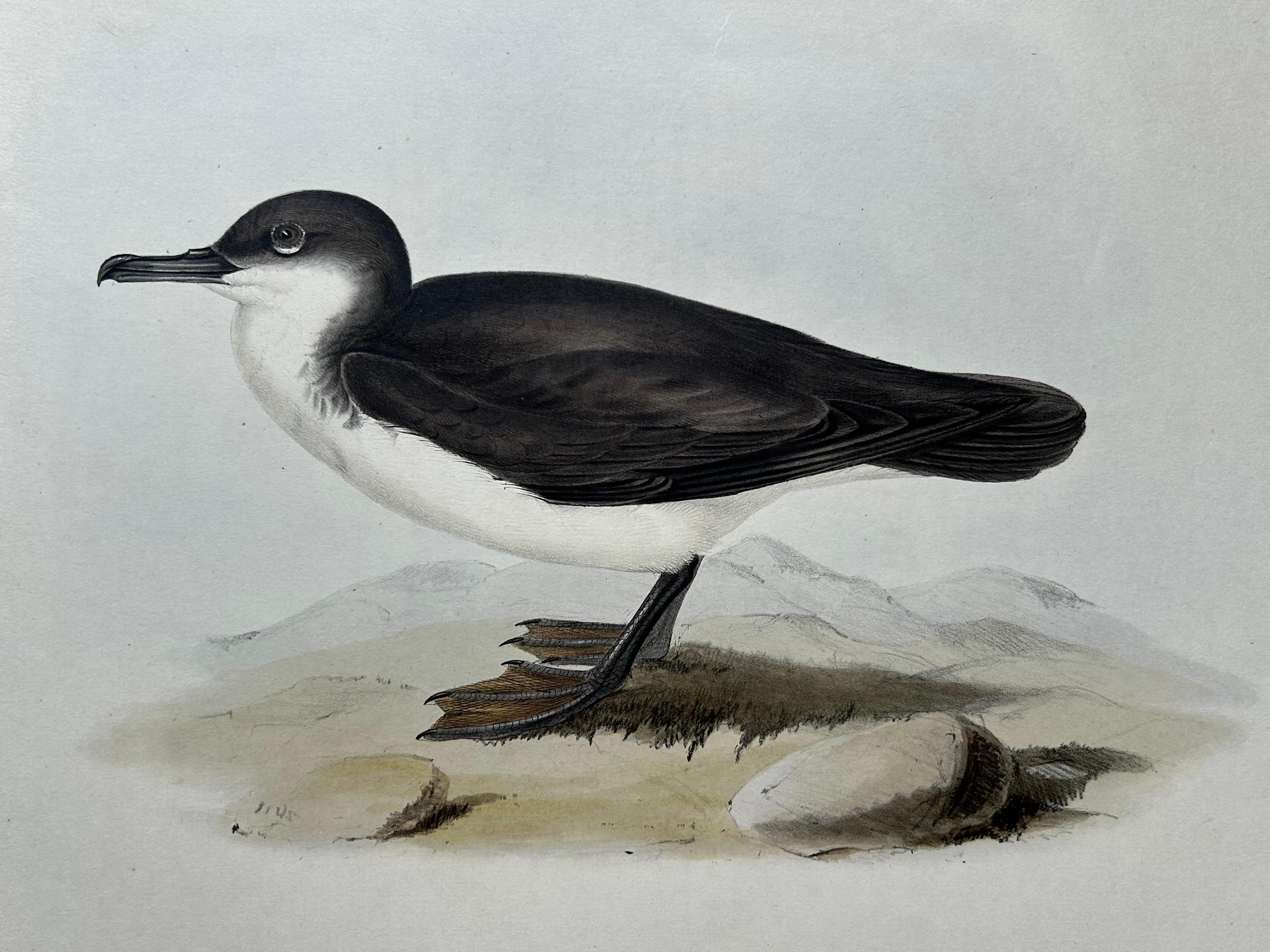 Dusky Shearwater – Antique Bird Lithograph by John Gould, c.1832 For Sale 2