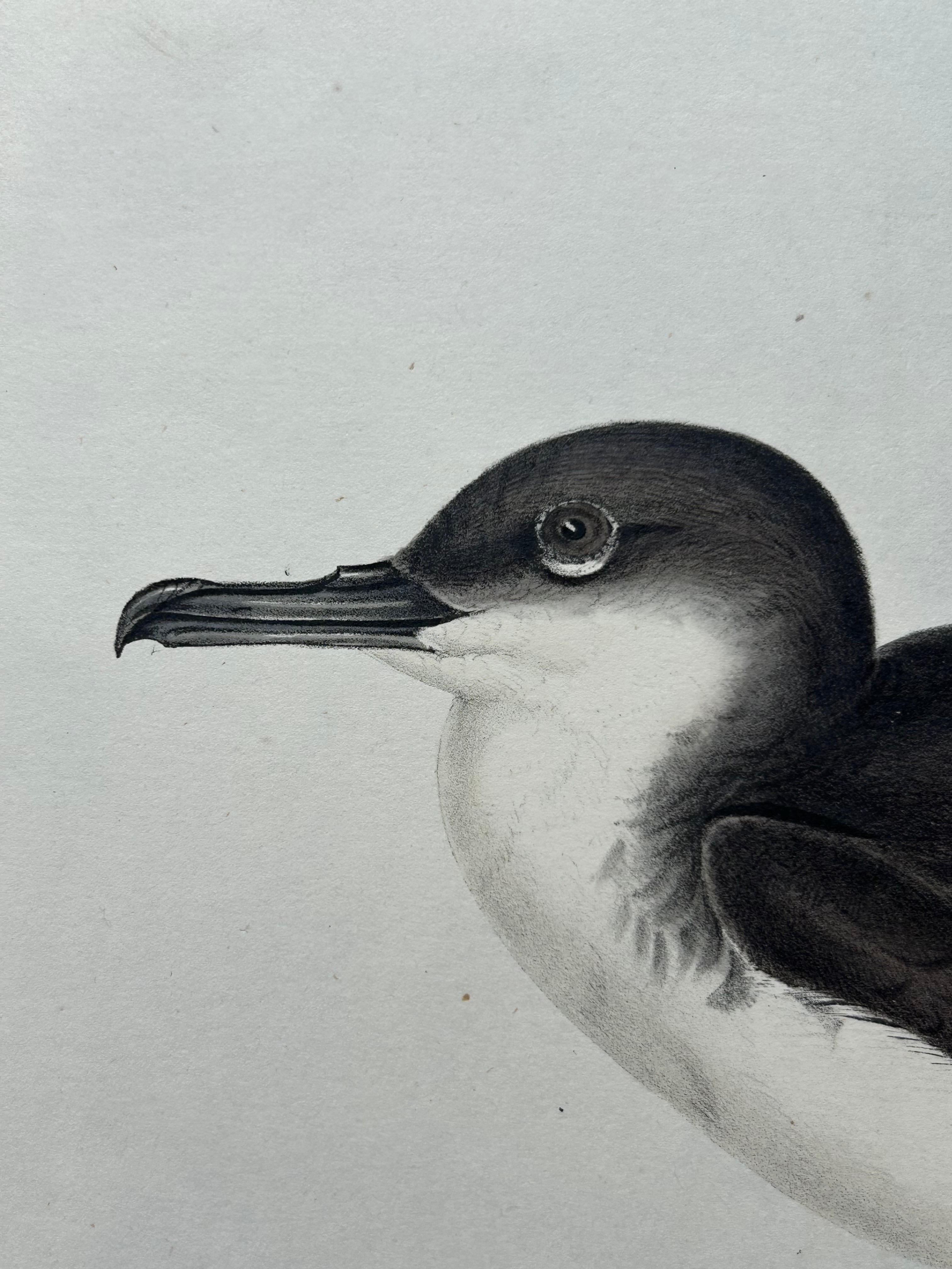 Dusky Shearwater – Antique Bird Lithograph by John Gould, c.1832 In Good Condition For Sale In Langweer, NL