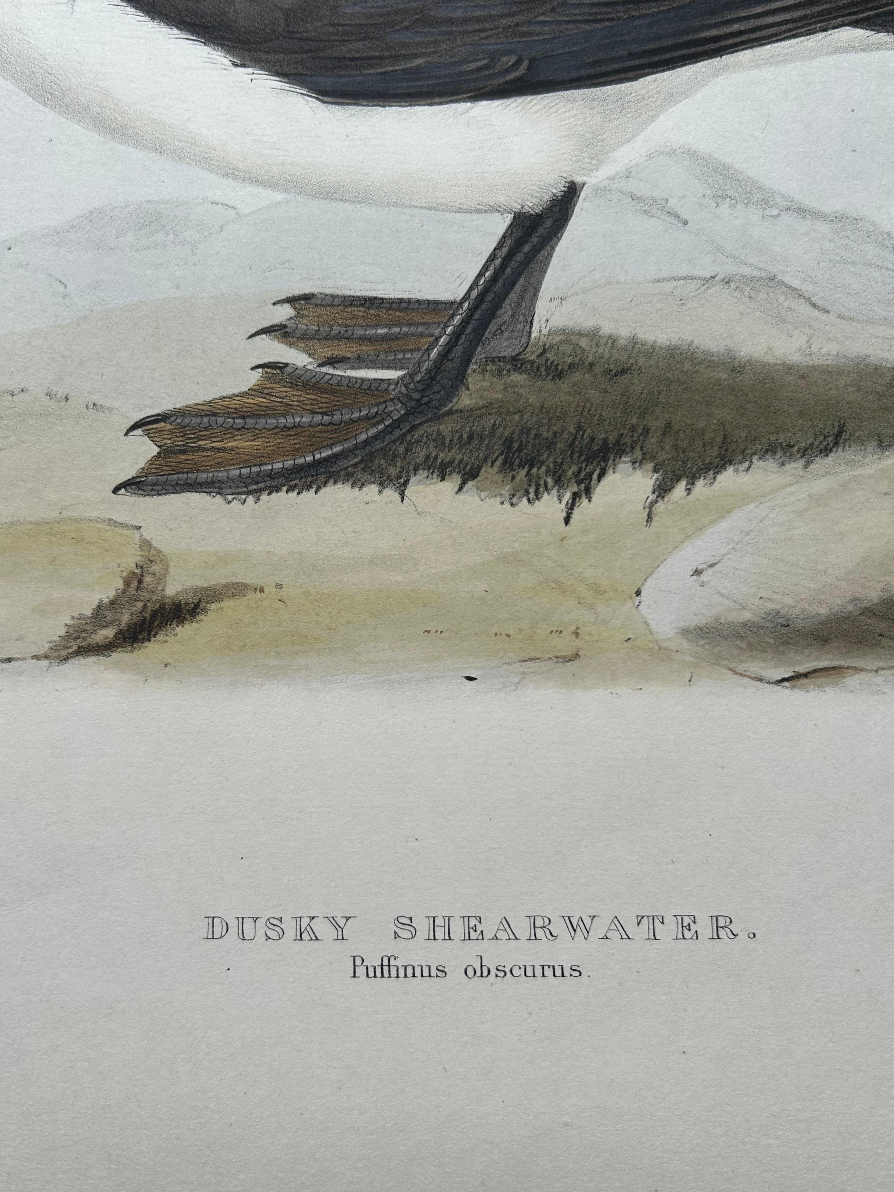 English Dusky Shearwater – Antique Bird Lithograph by John Gould, c.1832 For Sale