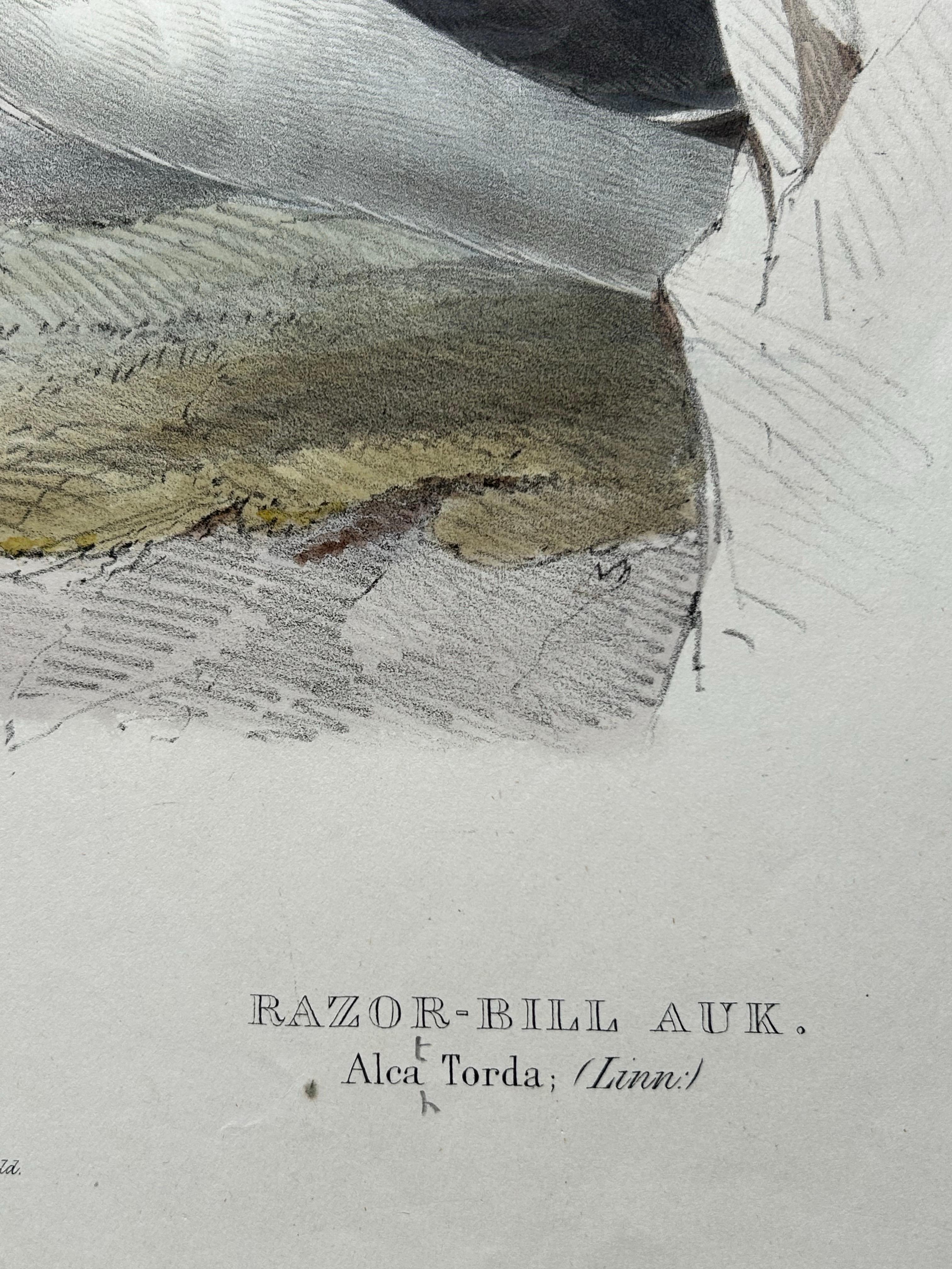 XIXe siècle Impression ancienne d'oiseau du Razorbill par Gould, 1832 en vente
