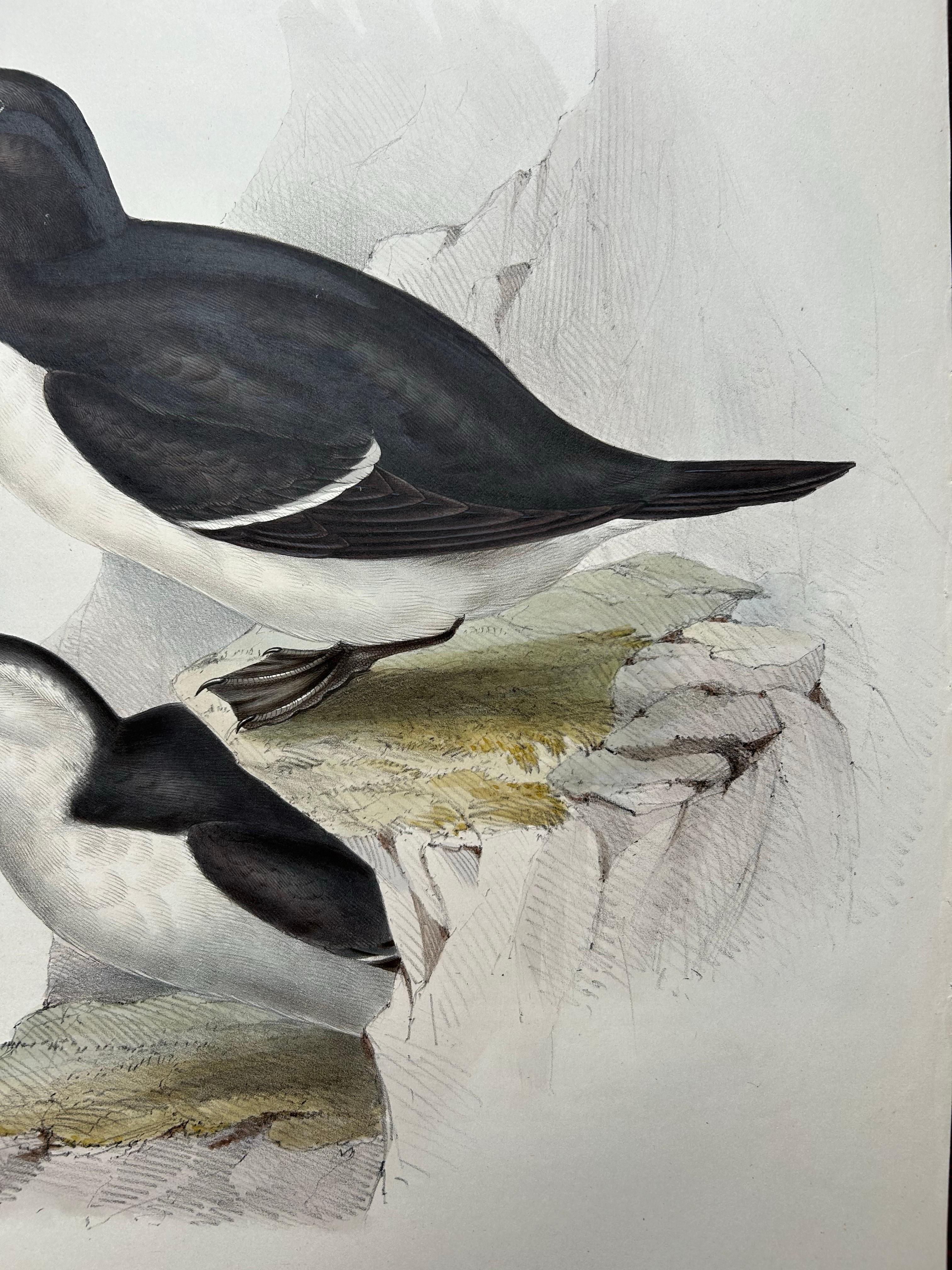 Papier Impression ancienne d'oiseau du Razorbill par Gould, 1832 en vente