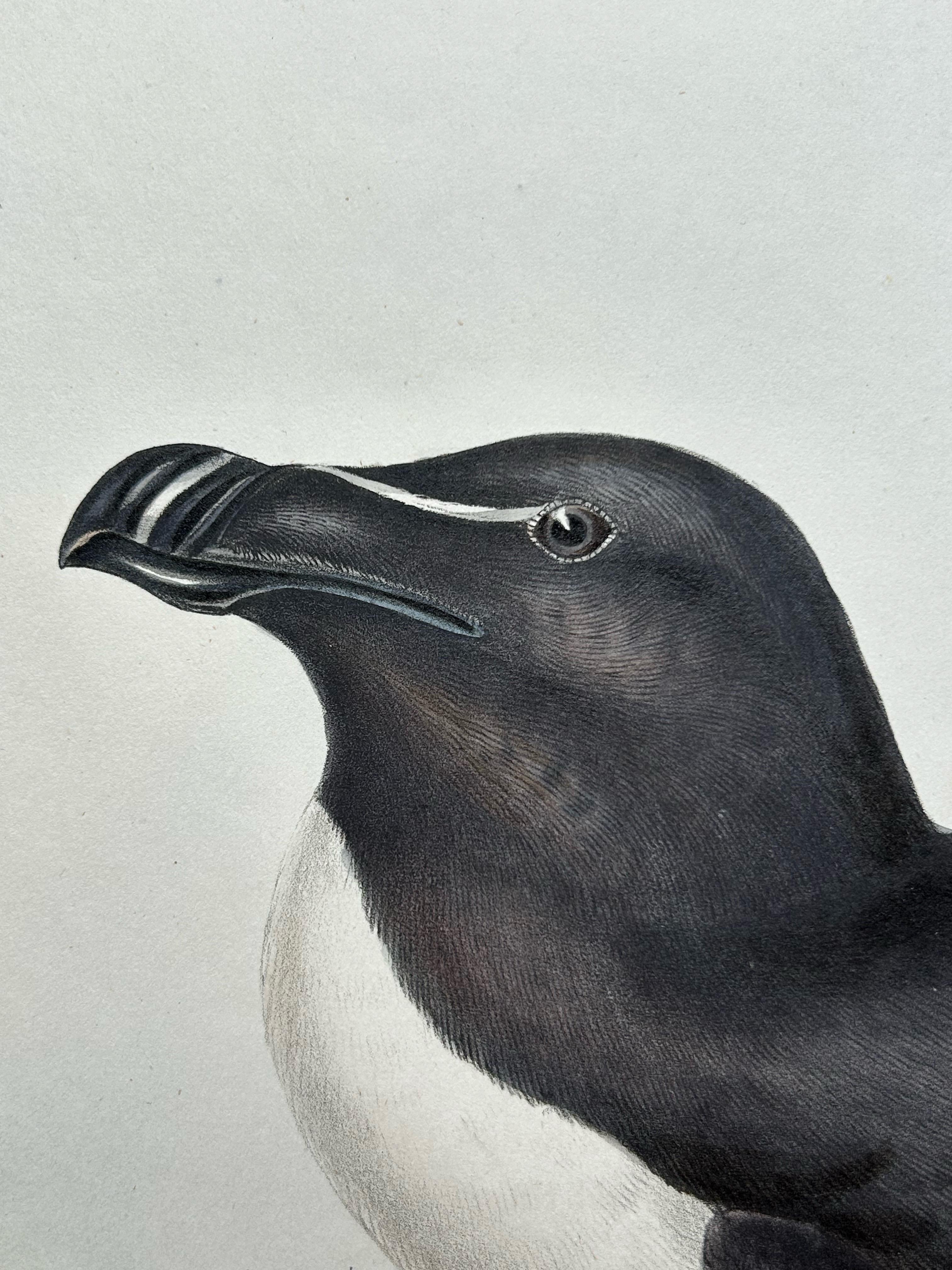 Impression ancienne d'oiseau du Razorbill par Gould, 1832 en vente 1