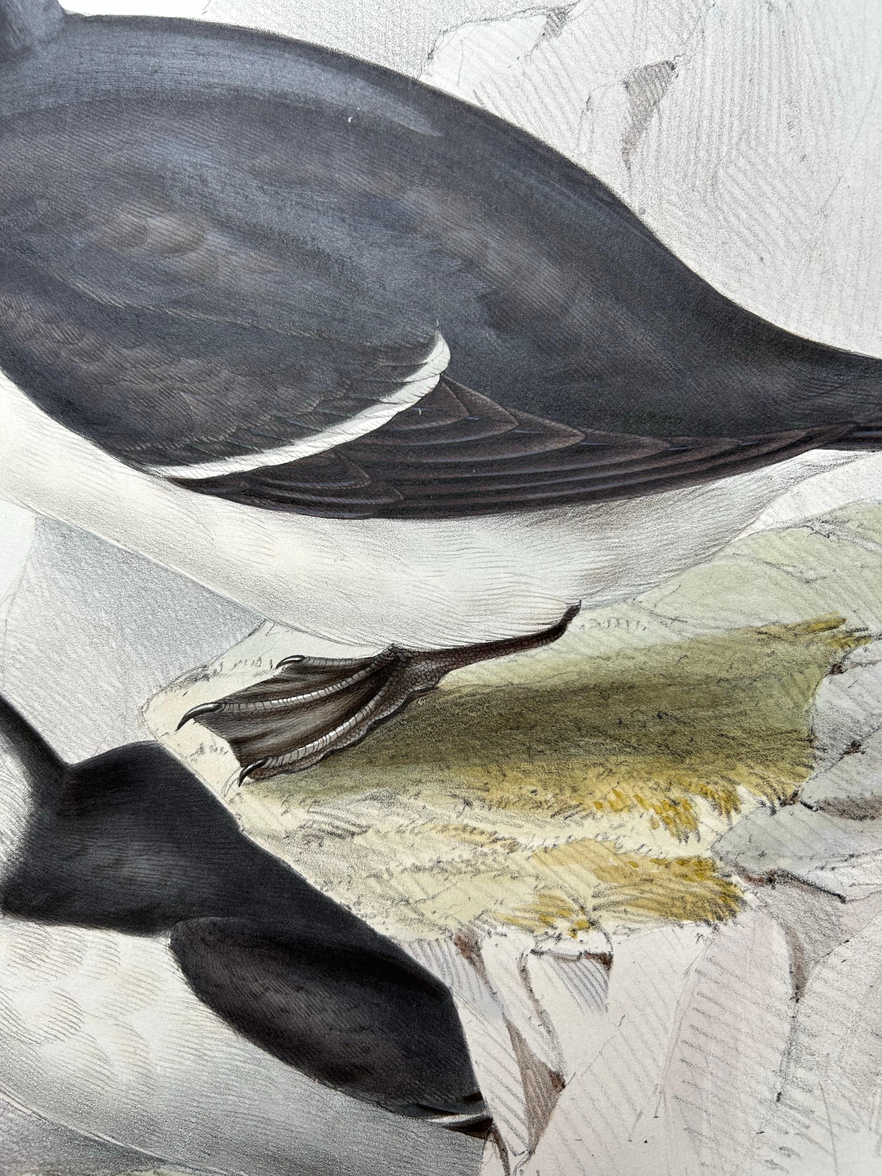 Impression ancienne d'oiseau du Razorbill par Gould, 1832 en vente 2