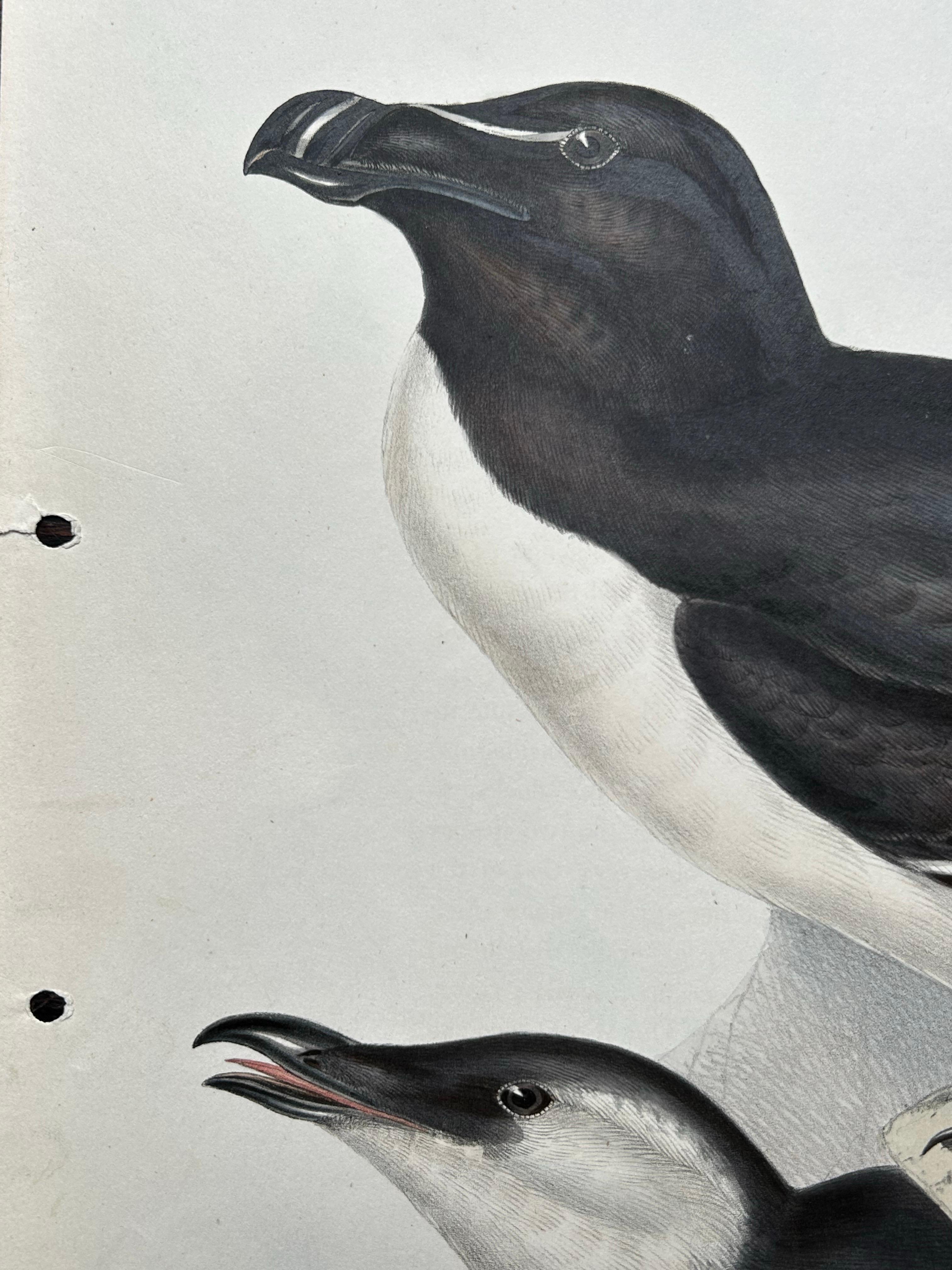 Gravure ancienne d'oiseaux intitulée 