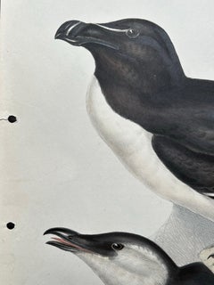 Elegant Hand-Colored Print of the Razor-Bill Auk by John Gould, c.1832