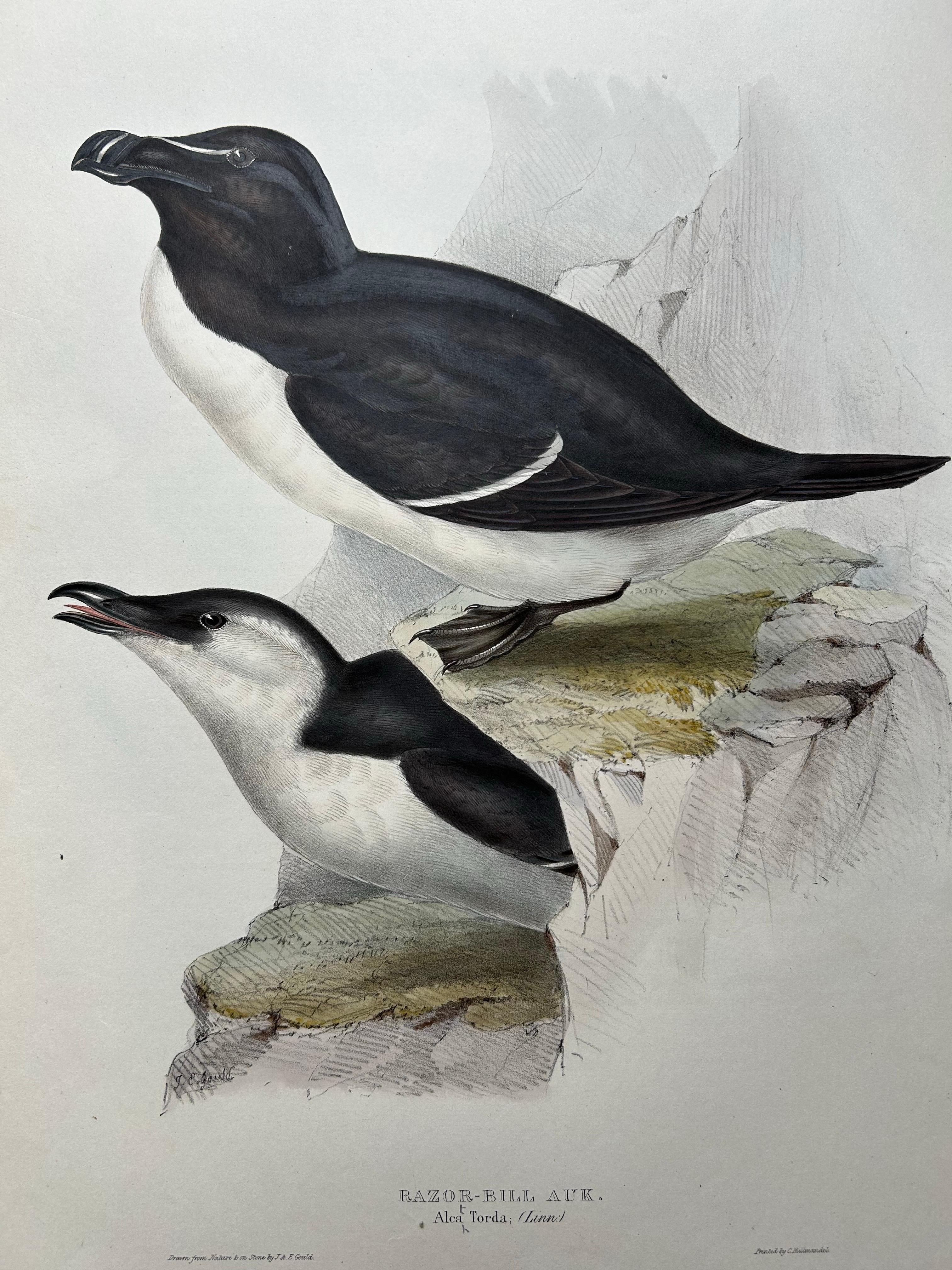 Anglais Impression ancienne d'oiseau du Razorbill par Gould, 1832 en vente