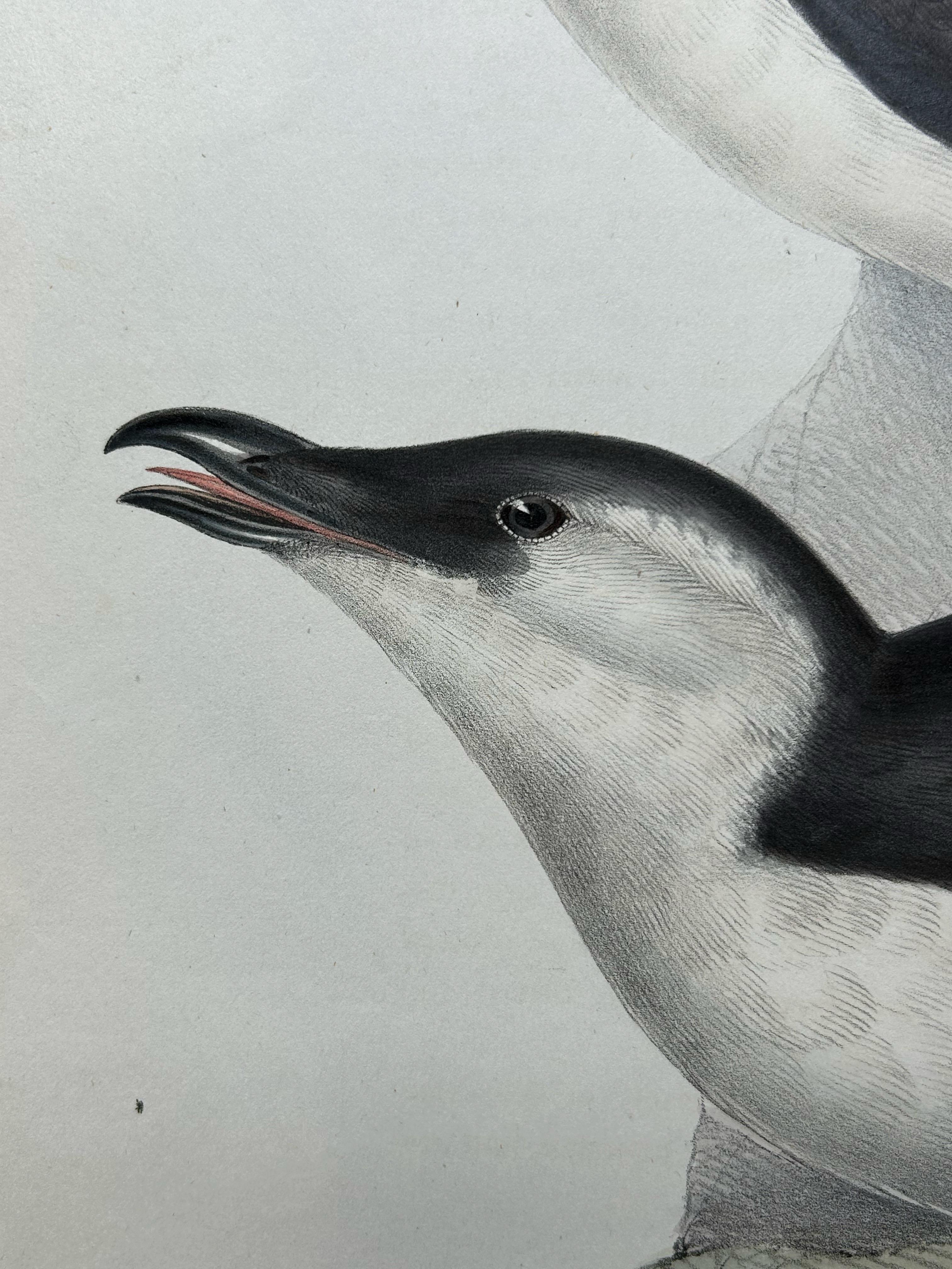 Impression ancienne d'oiseau du Razorbill par Gould, 1832 Bon état - En vente à Langweer, NL