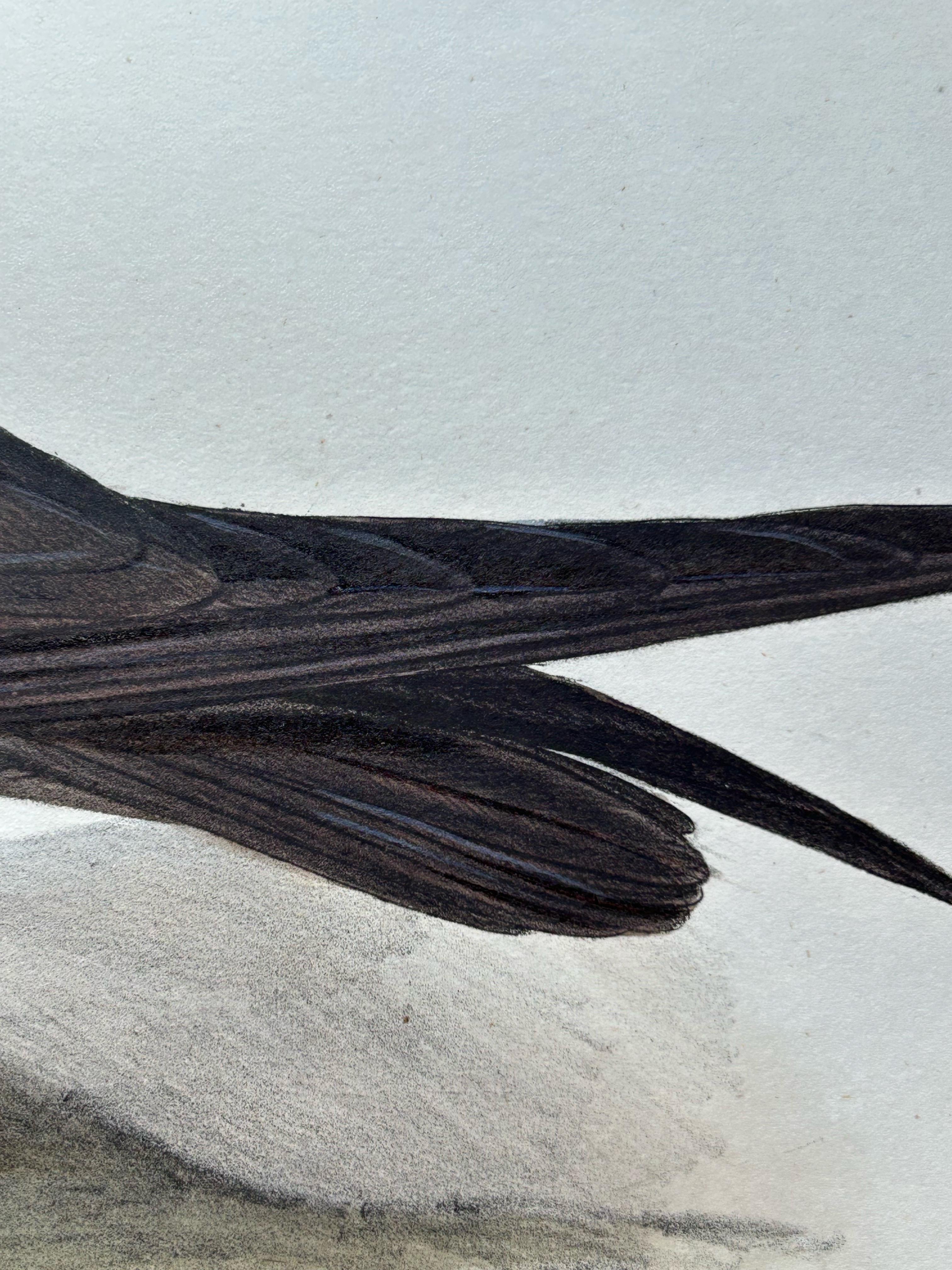 19th Century Noddy Tern – Antique Bird Print by John Gould, Hand-Colored c.1832 For Sale