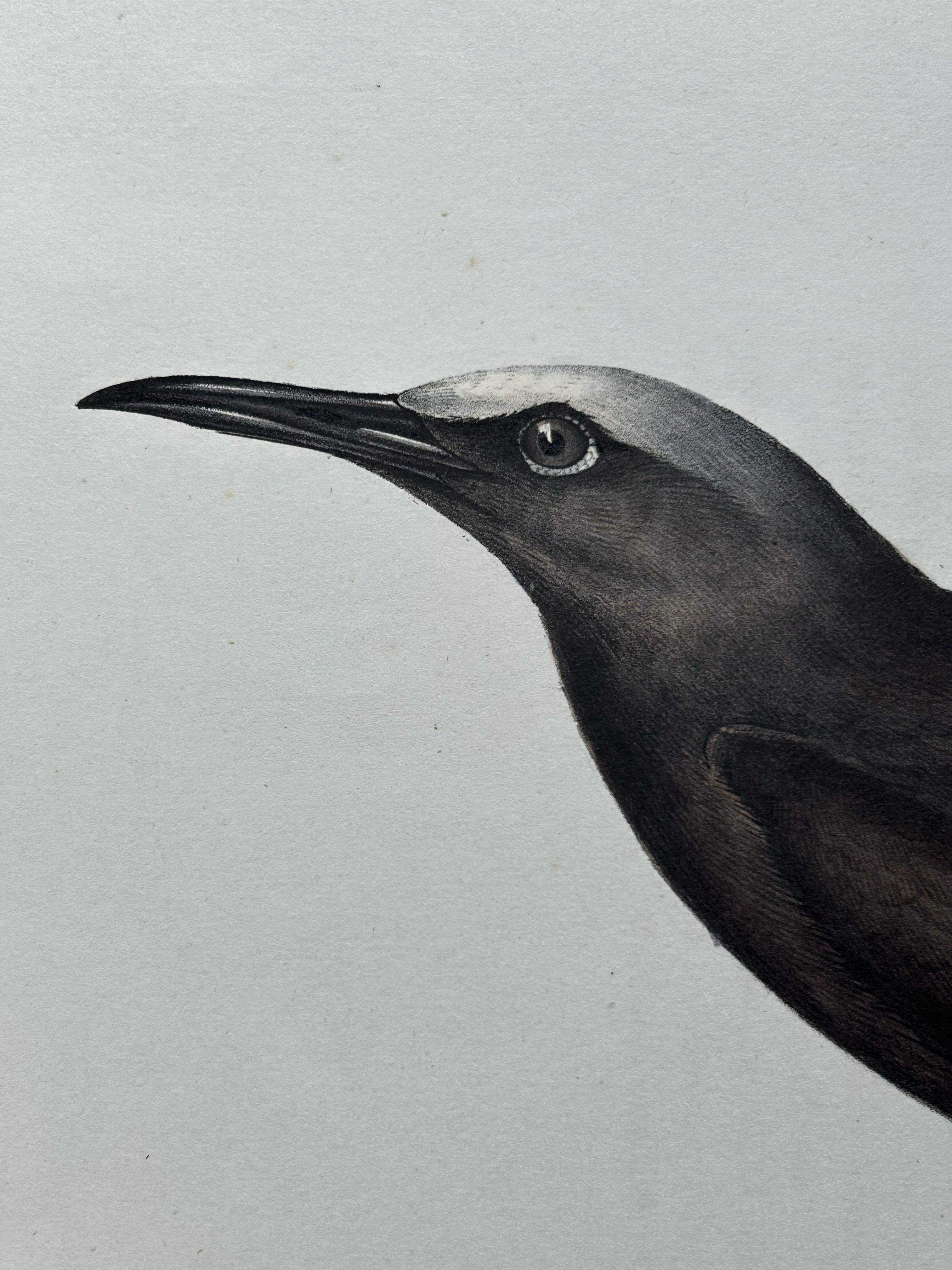 Noddy Tern – Antique Bird Print by John Gould, Hand-Colored c.1832 In Good Condition For Sale In Langweer, NL