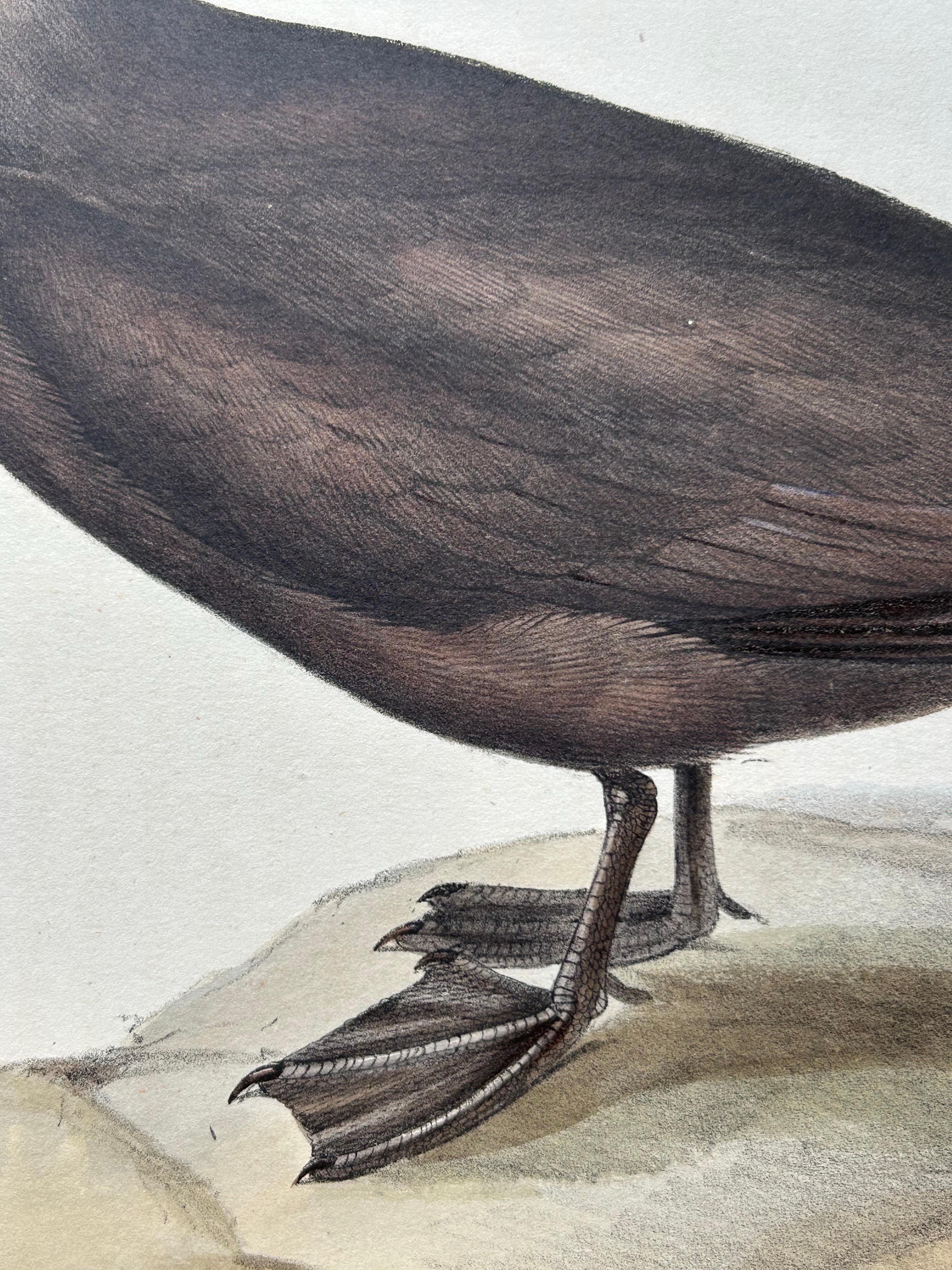 Noddy Tern – Antique Bird Print by John Gould, Hand-Colored c.1832

This elegant hand-colored lithograph features the Noddy Tern (Anous stolidus), a sleek and graceful seabird captured in exquisite detail by renowned ornithologist and artist John