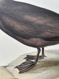 Noddy Tern – Antique Bird Print by John Gould, Hand-Colored c.1832