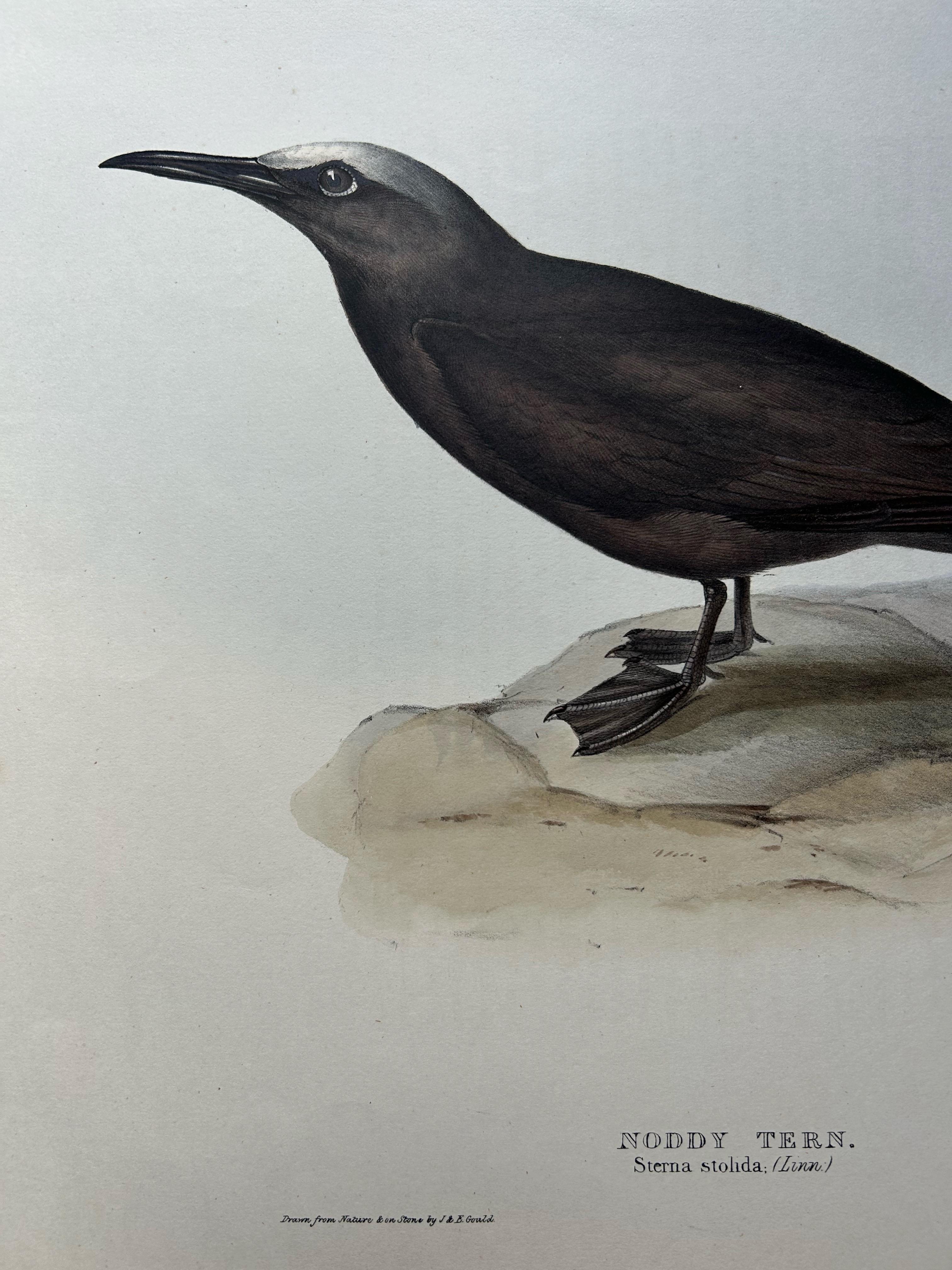 English Noddy Tern – Antique Bird Print by John Gould, Hand-Colored c.1832 For Sale