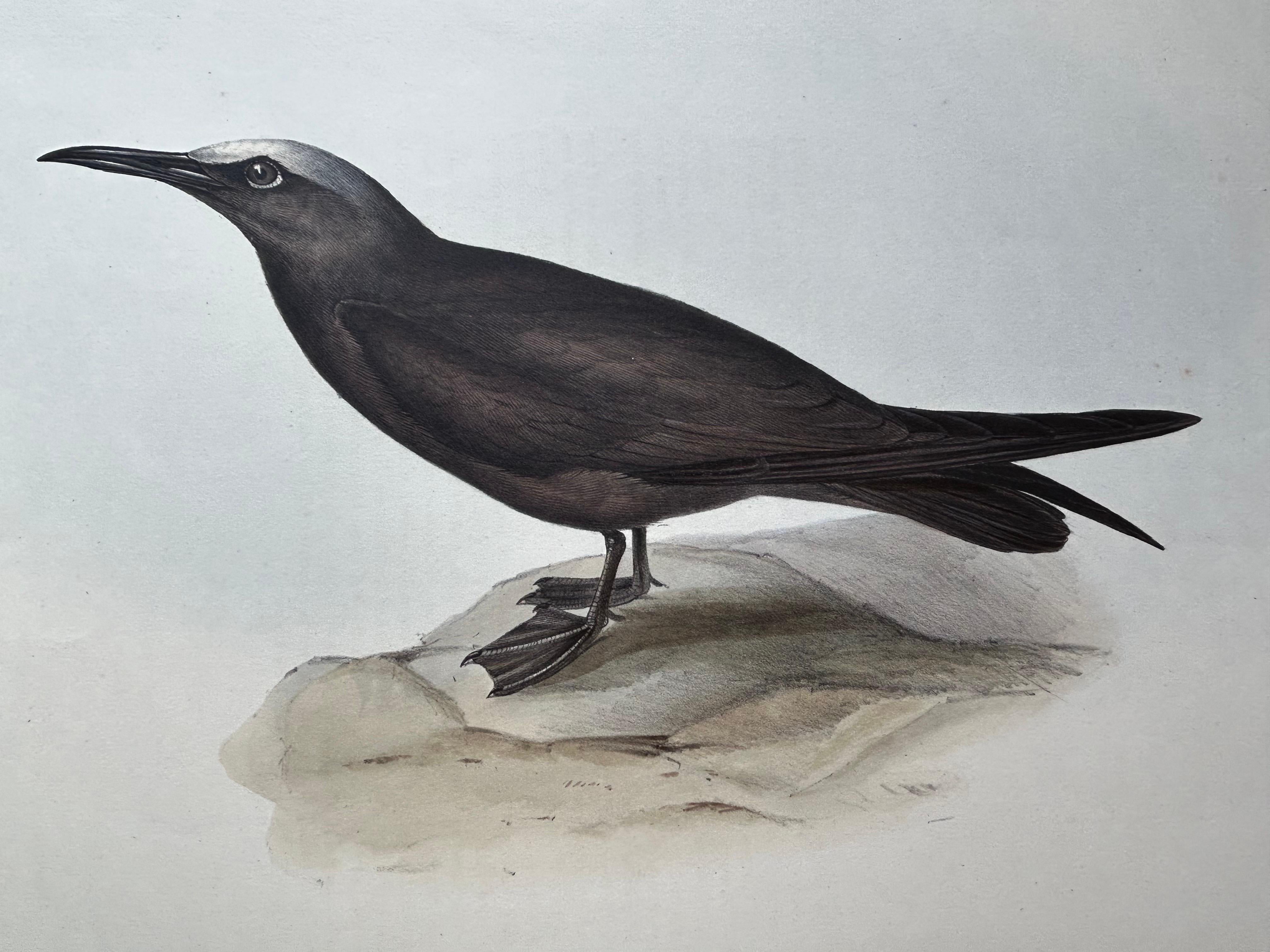 Noddy Tern – Antique Bird Print by John Gould, Hand-Colored c.1832 For Sale 3