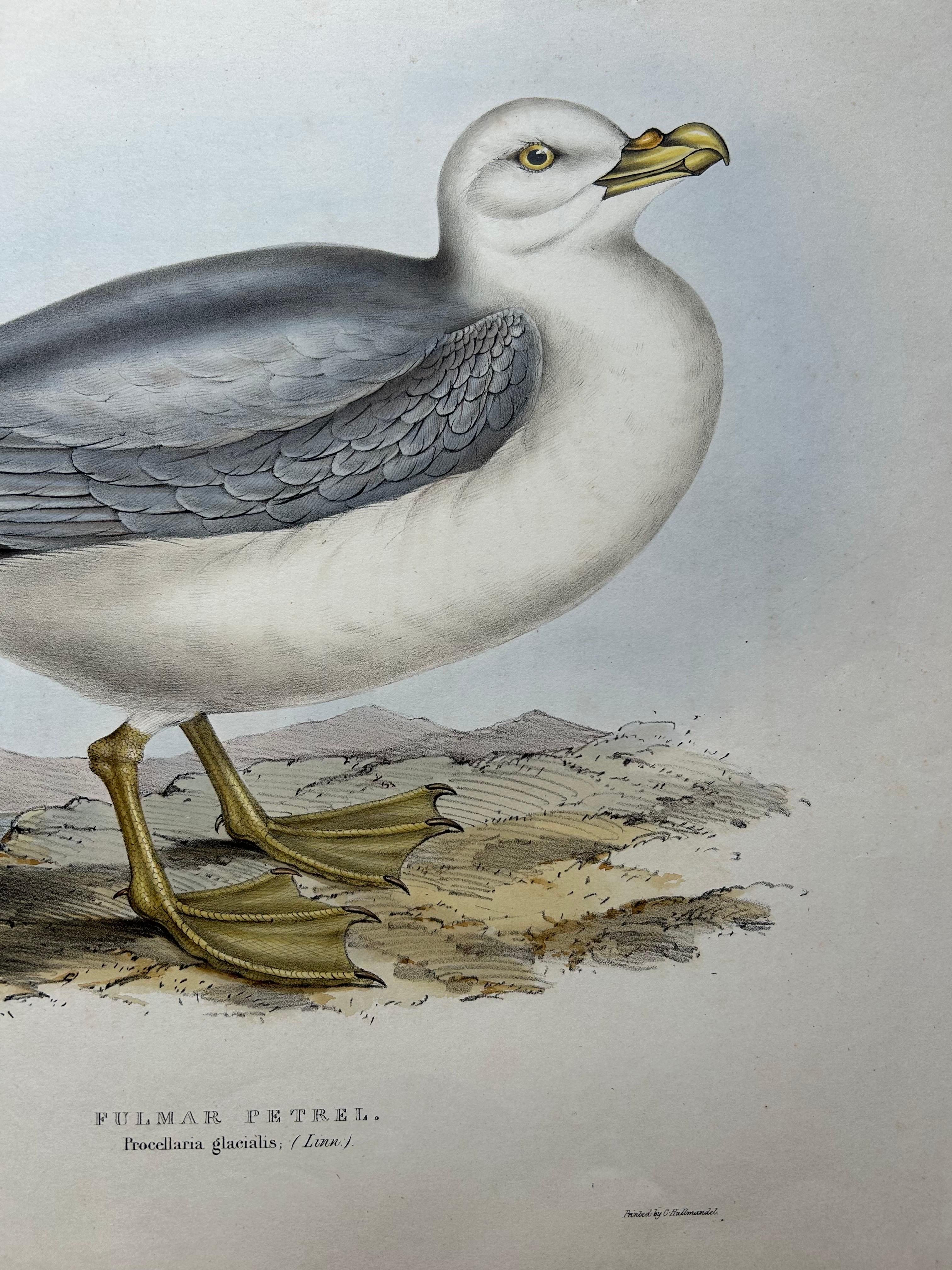 Paper Fulmar Petrel – Antique Seabird Lithograph by John Gould, c.1832 For Sale