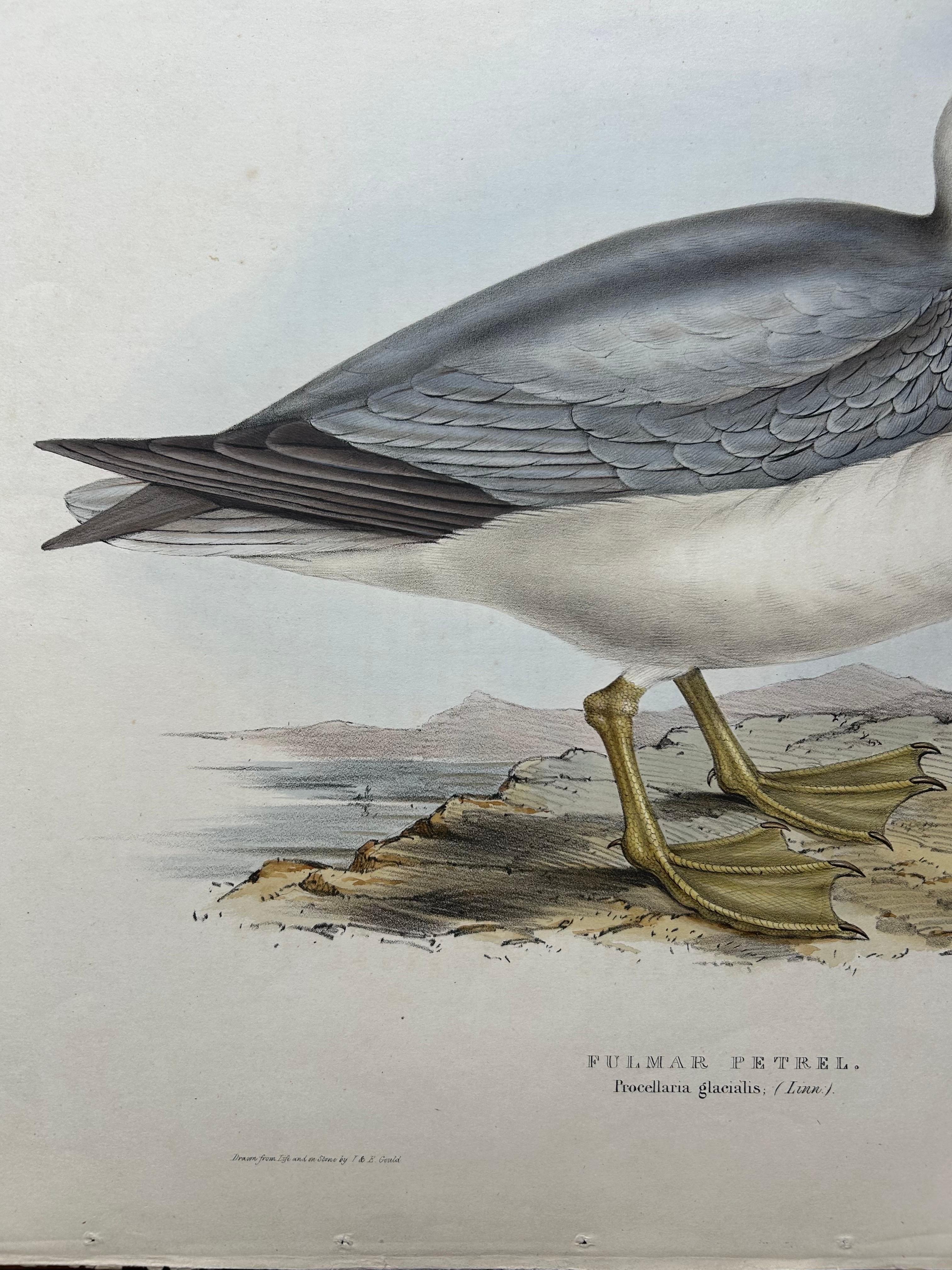 19th Century Fulmar Petrel – Antique Seabird Lithograph by John Gould, c.1832 For Sale