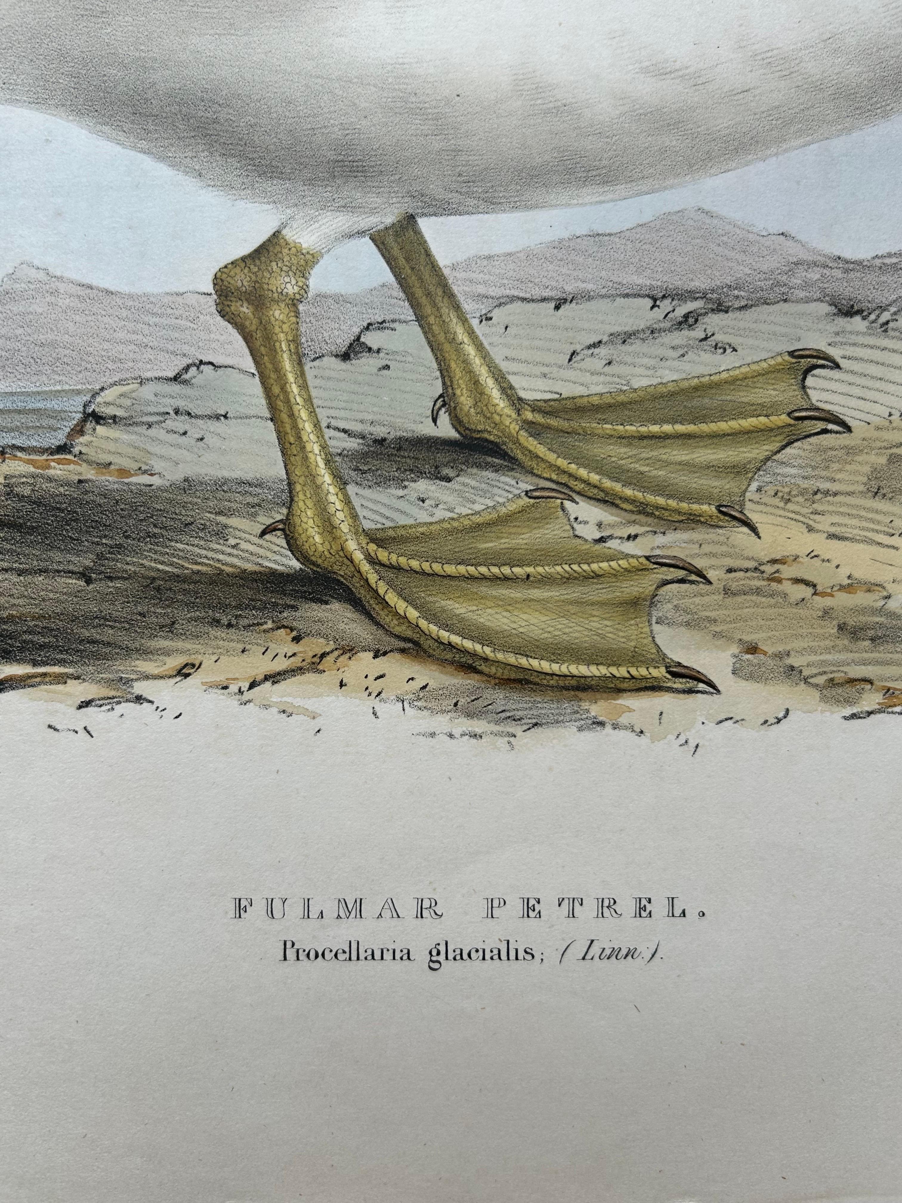 Fulmar Petrel – Antique Seabird Lithograph by John Gould, c.1832 For Sale 1