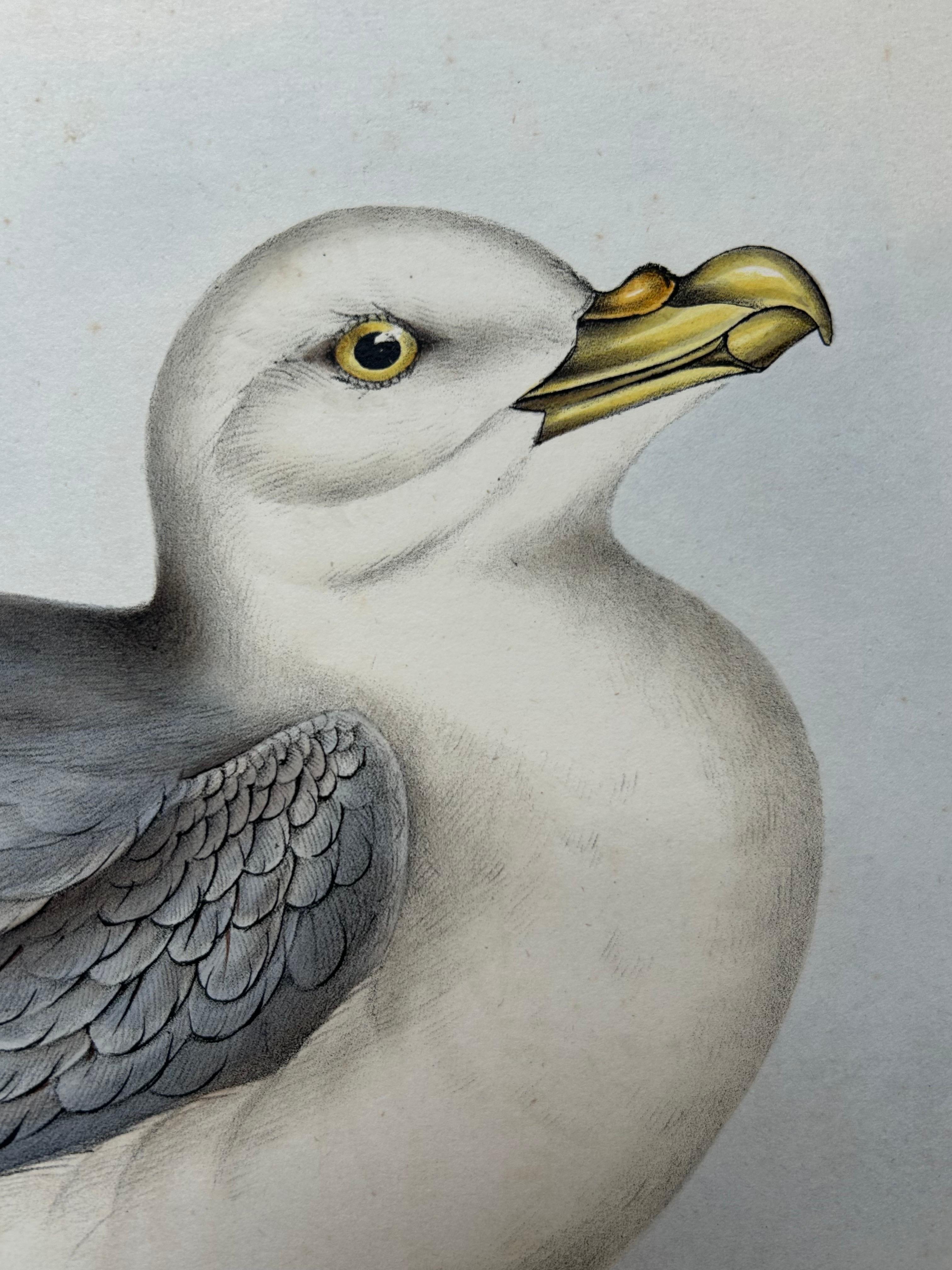 Fulmar Petrel – Antique Seabird Lithograph by John Gould, c.1832 For Sale 3