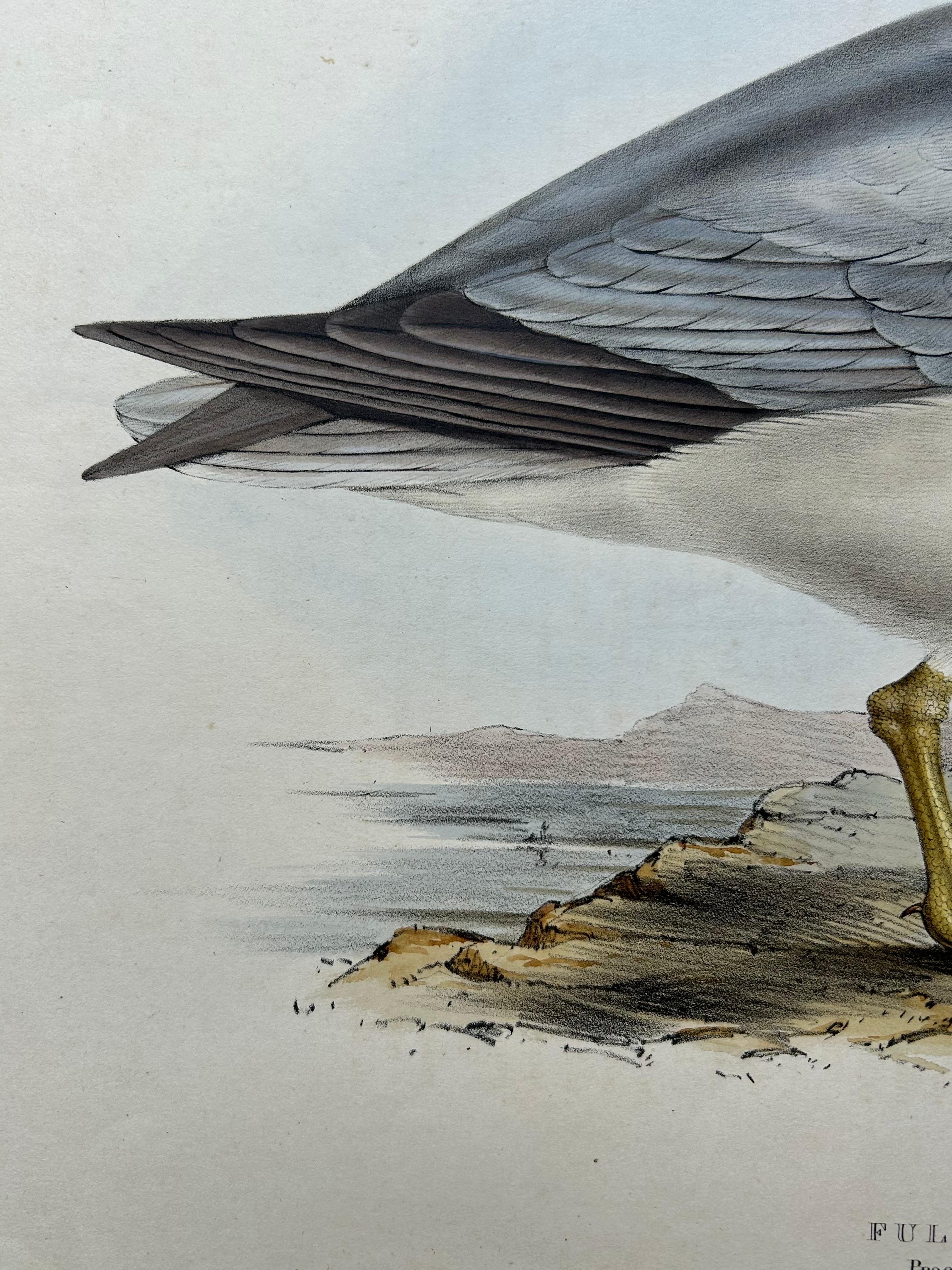 Fulmar Petrel – Antique Seabird Lithograph by John Gould, c.1832 In Good Condition For Sale In Langweer, NL