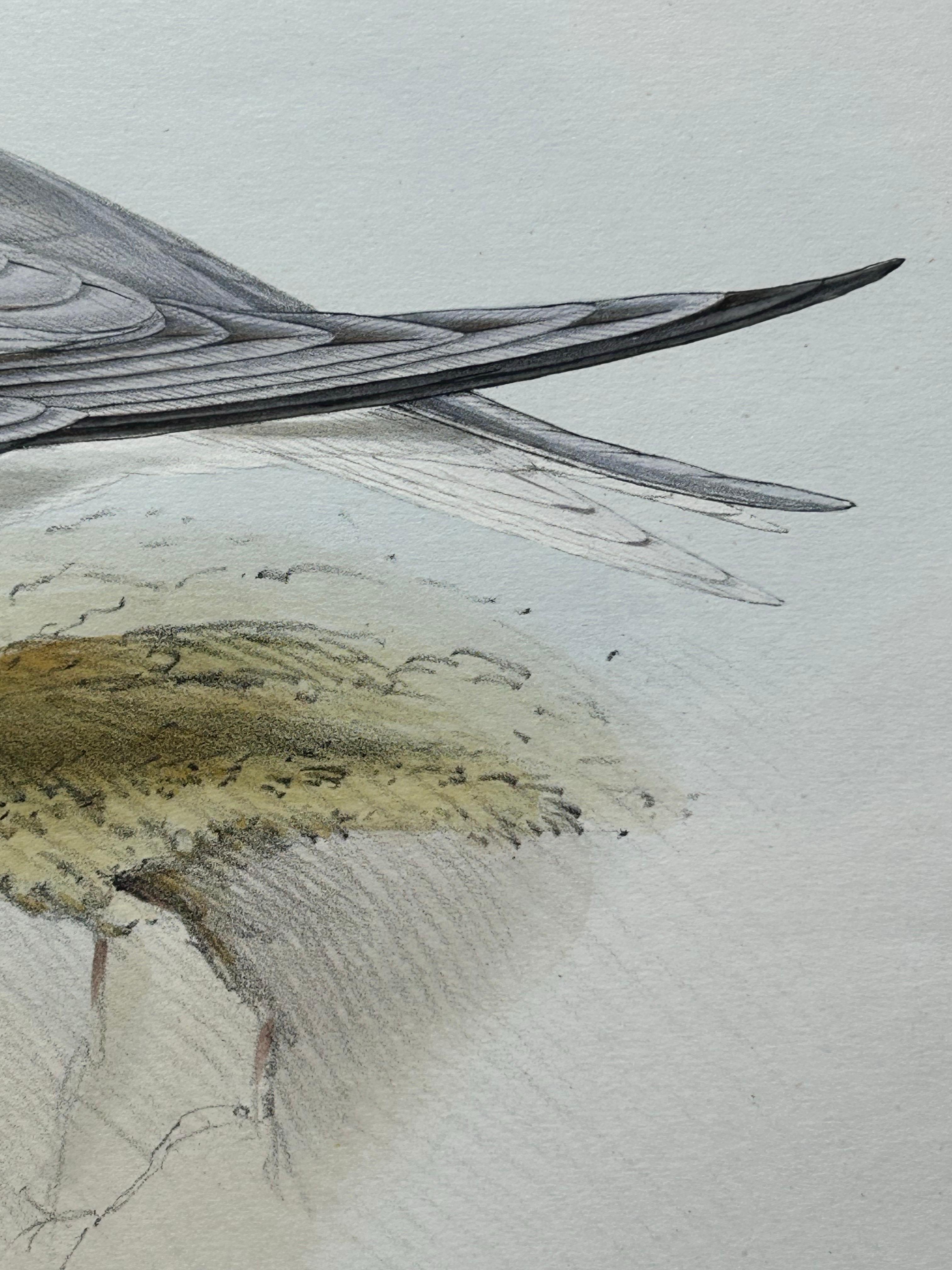 Little Tern – Antique Bird Print by John Gould, Europe Series c.1832 In Good Condition For Sale In Langweer, NL