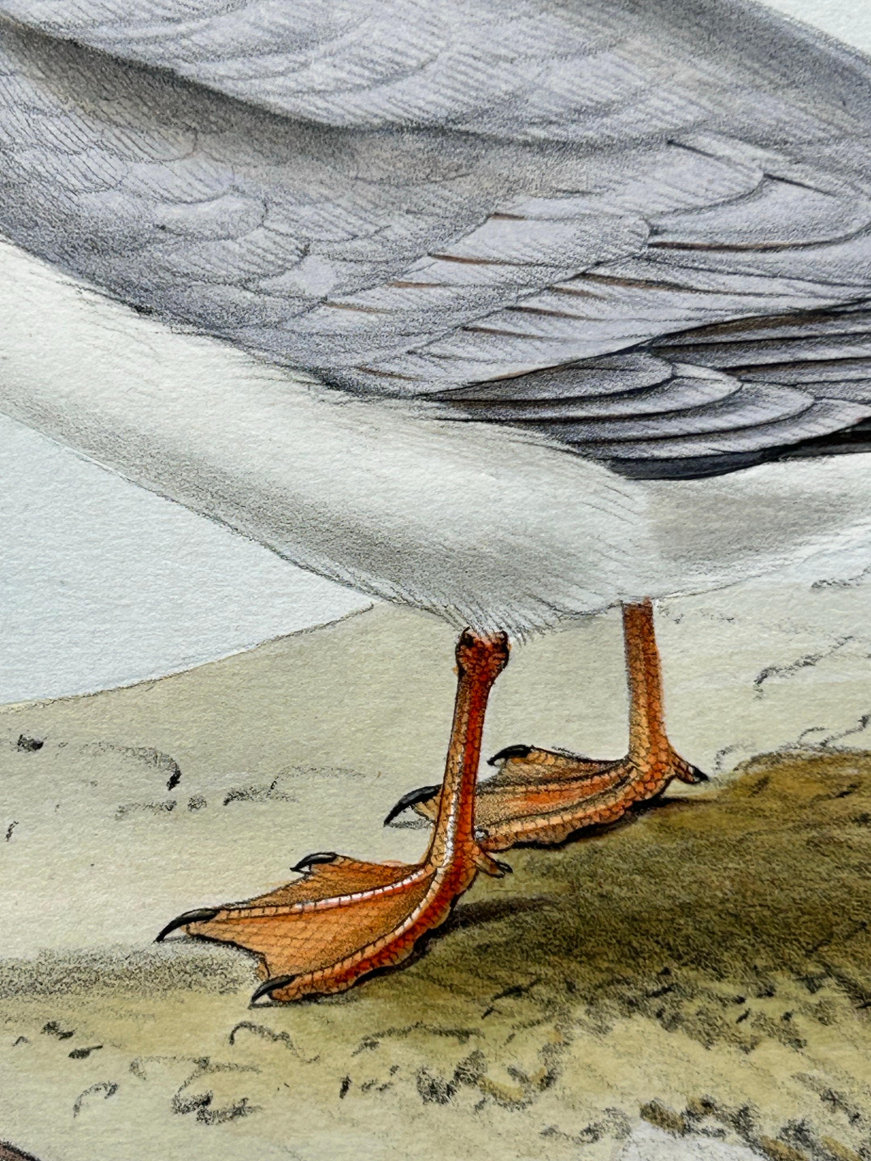 19th Century Little Tern – Antique Bird Print by John Gould, Europe Series c.1832 For Sale