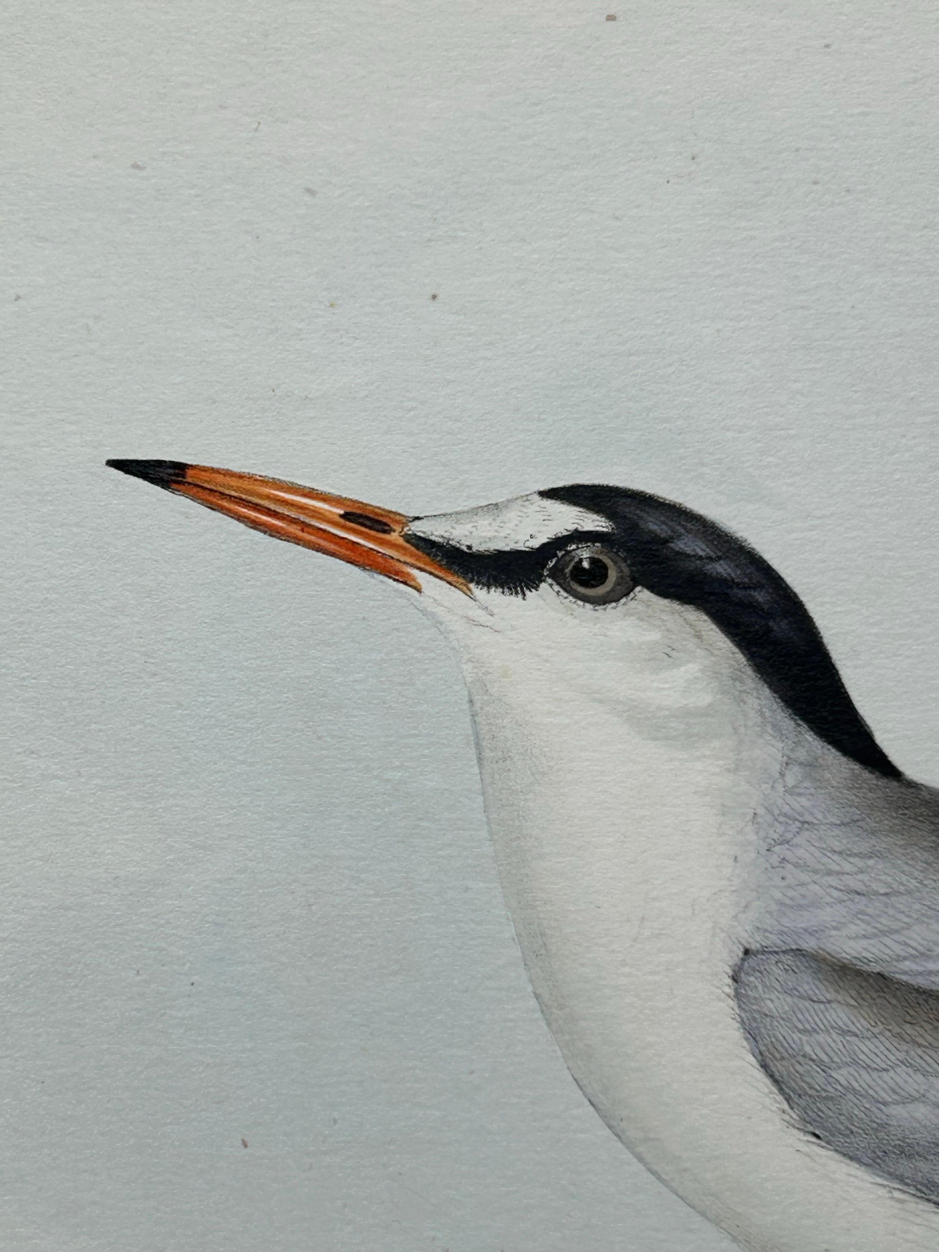 Little Tern – Antique Bird Print by John Gould, Europe Series c.1832 For Sale 1