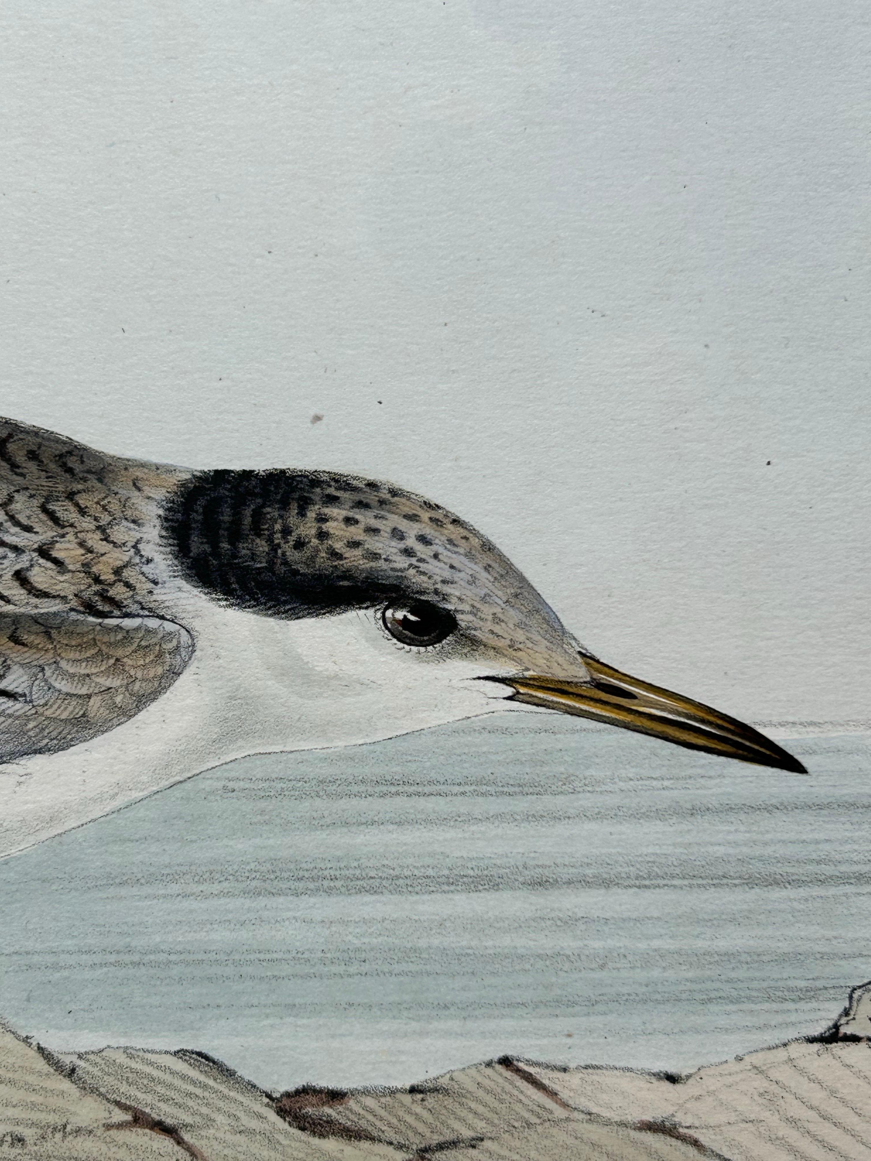 Paper Little Tern – Antique Bird Print by John Gould, Europe Series c.1832 For Sale