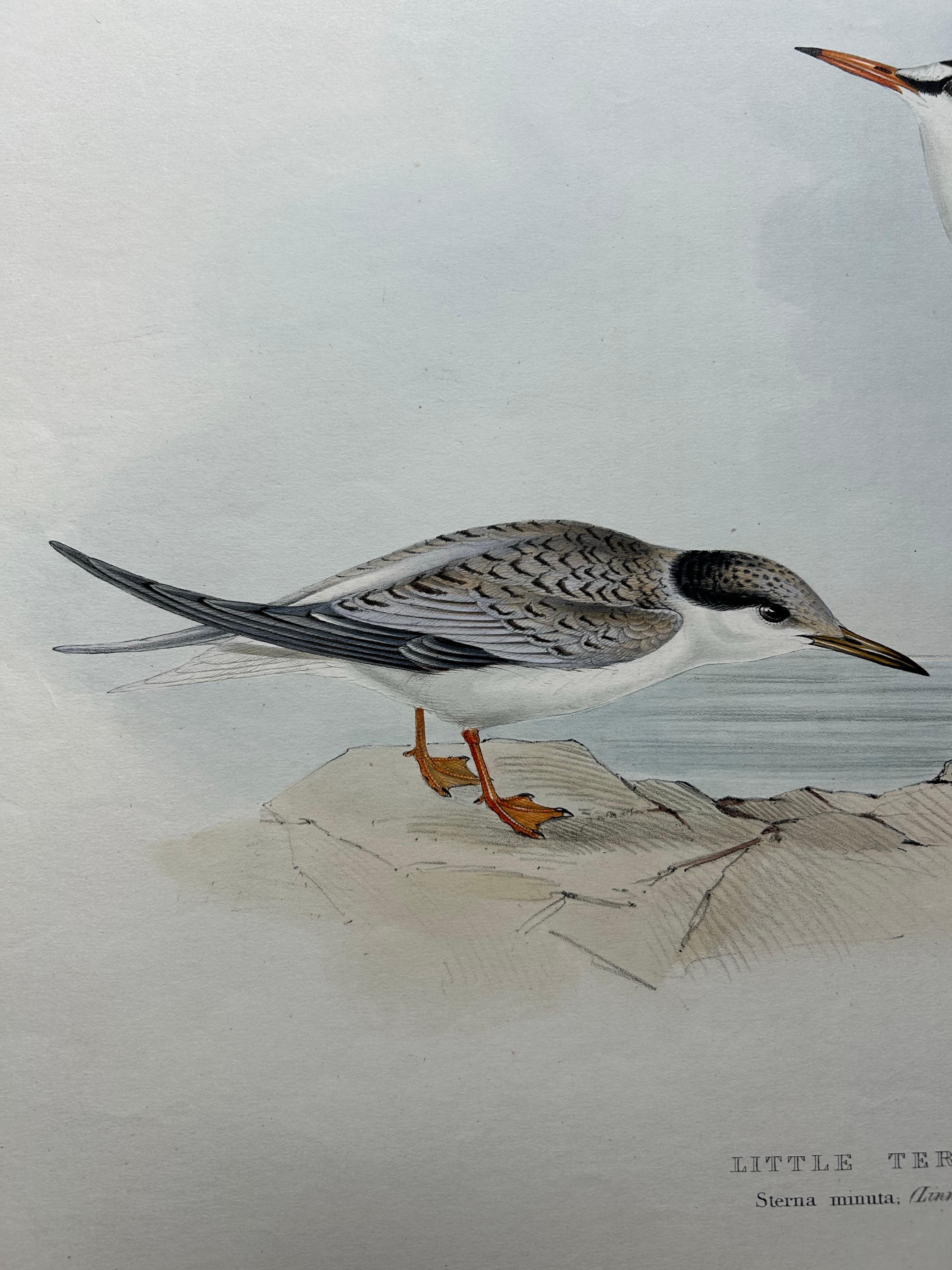 Little Tern – Antique Bird Print by John Gould, Europe Series c.1832 For Sale 2