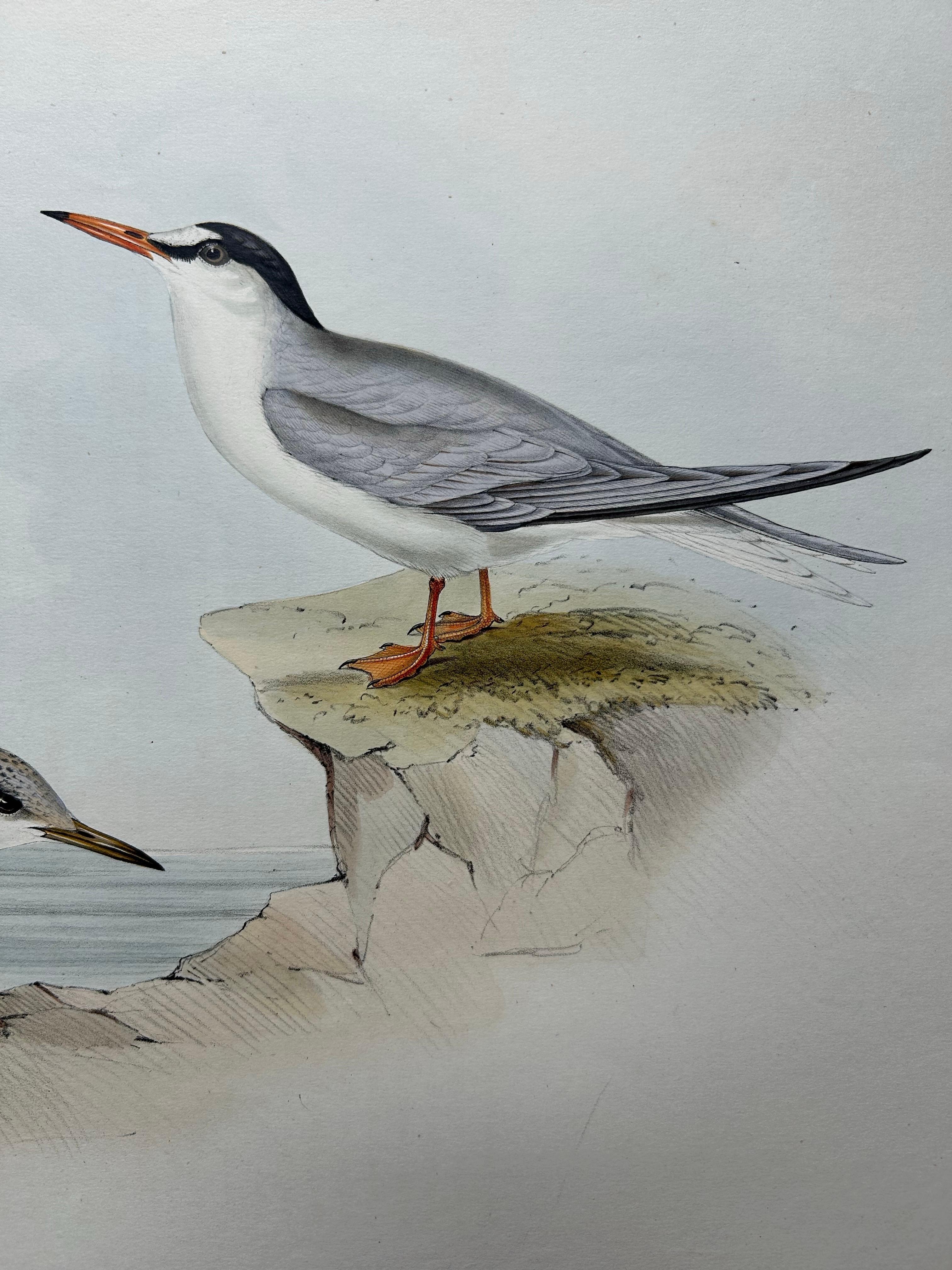 Little Tern – Antique Bird Print by John Gould, Europe Series c.1832 For Sale 3