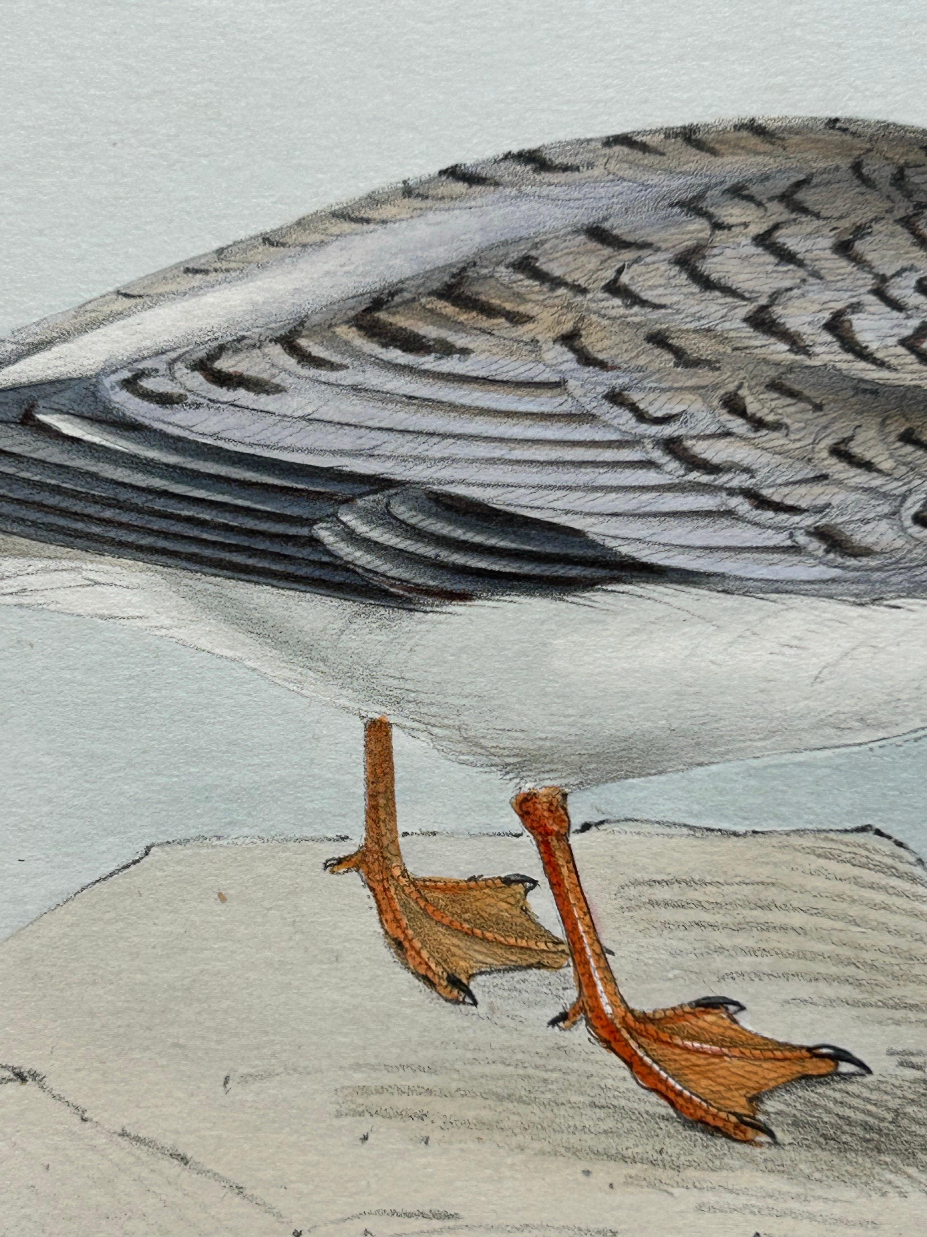Little Tern – Antique Bird Print by John Gould, Europe Series c.1832

This elegant antique lithograph features the Little Tern (Sterna minuta), delicately illustrated in both standing and calling postures along a rocky shoreline. Created by the
