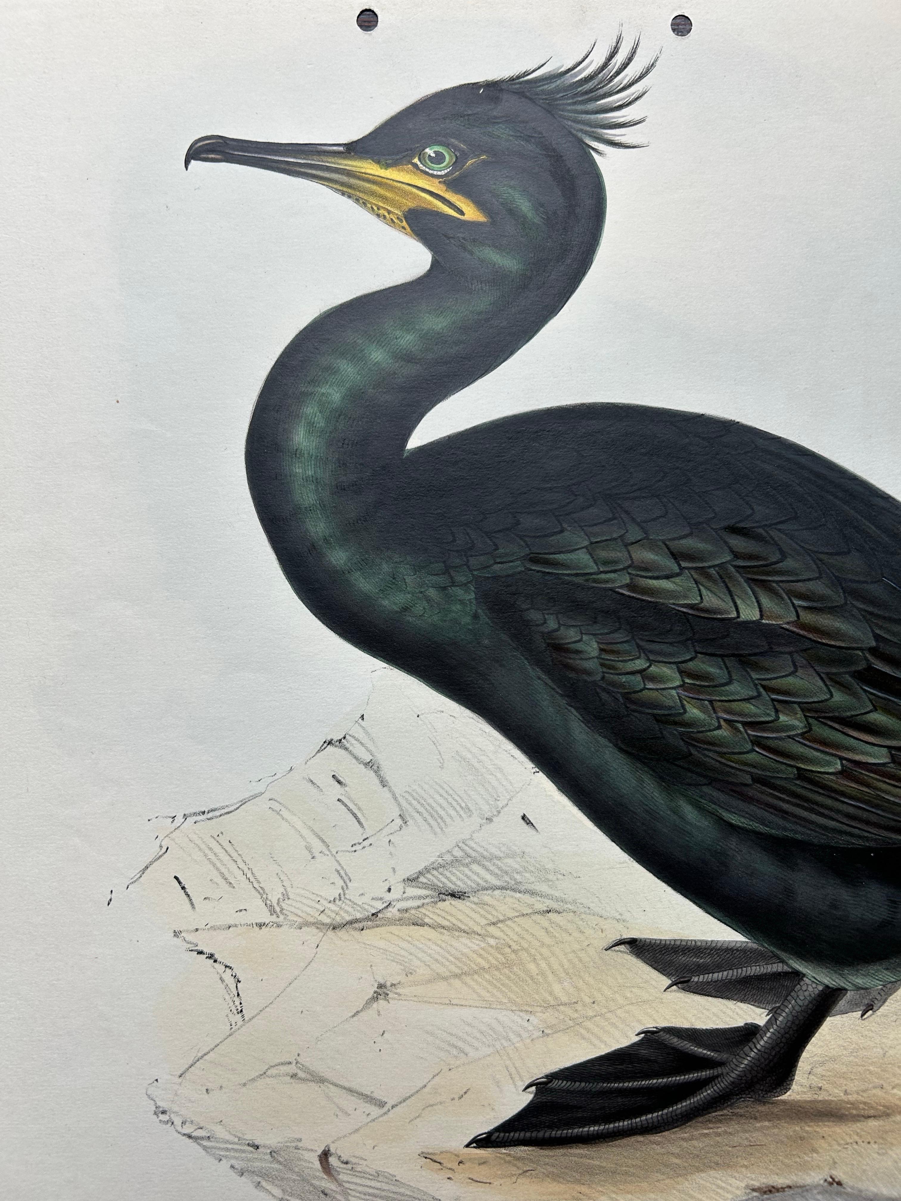 English Shag or Green Cormorant – Antique Bird Print by John Gould, c.1832 For Sale