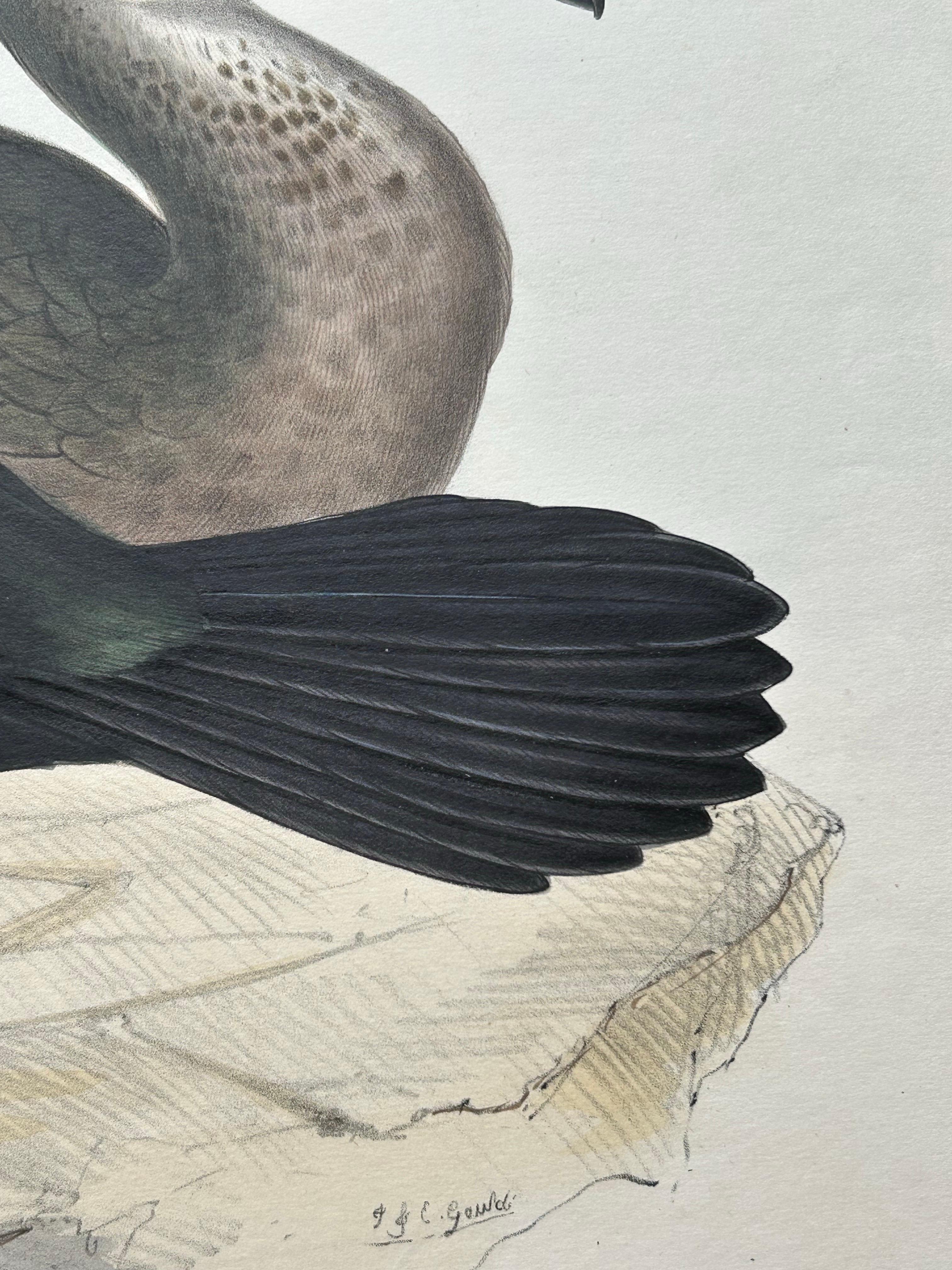 19th Century Shag or Green Cormorant – Antique Bird Print by John Gould, c.1832 For Sale