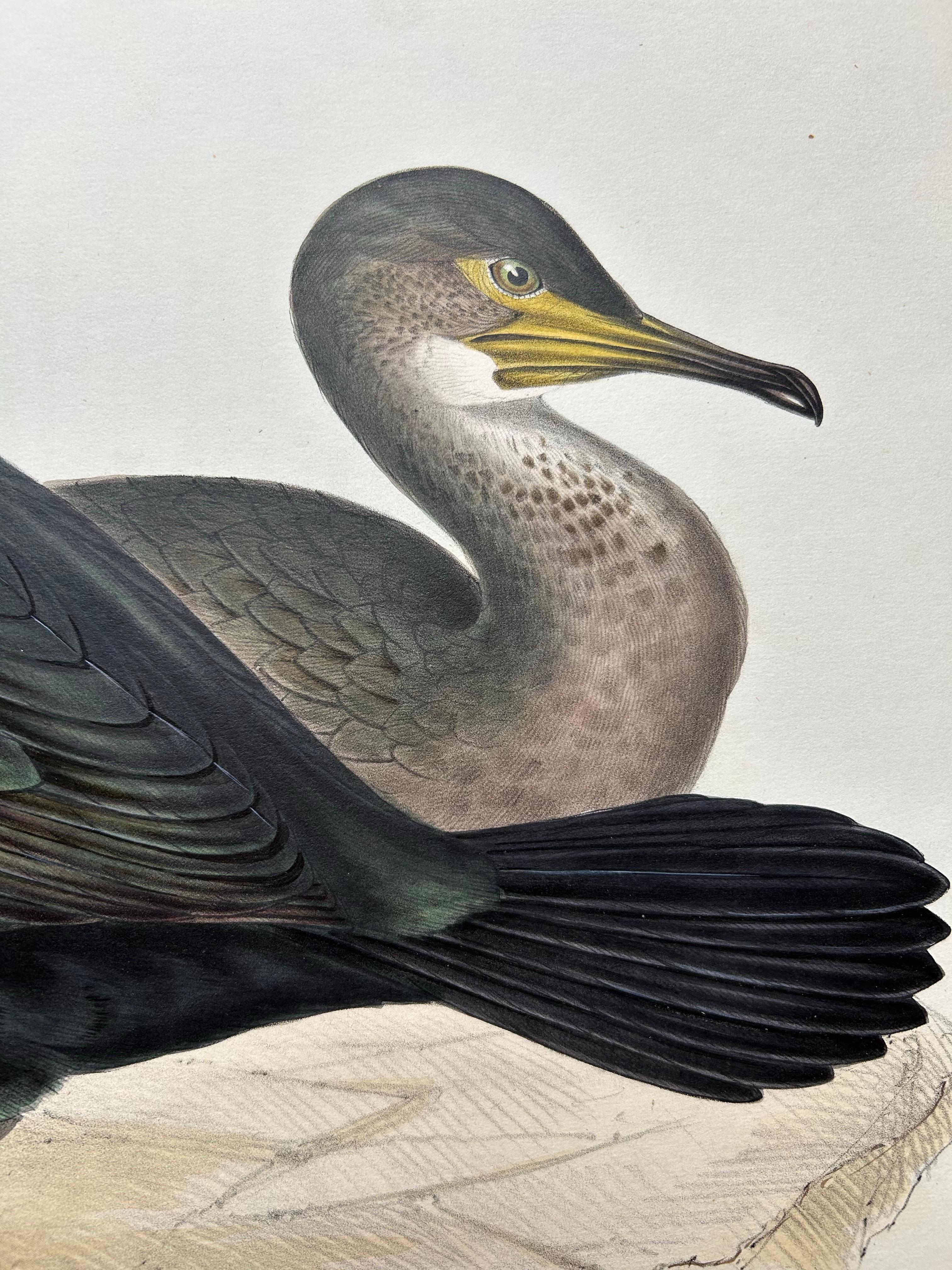 Paper Shag or Green Cormorant – Antique Bird Print by John Gould, c.1832 For Sale