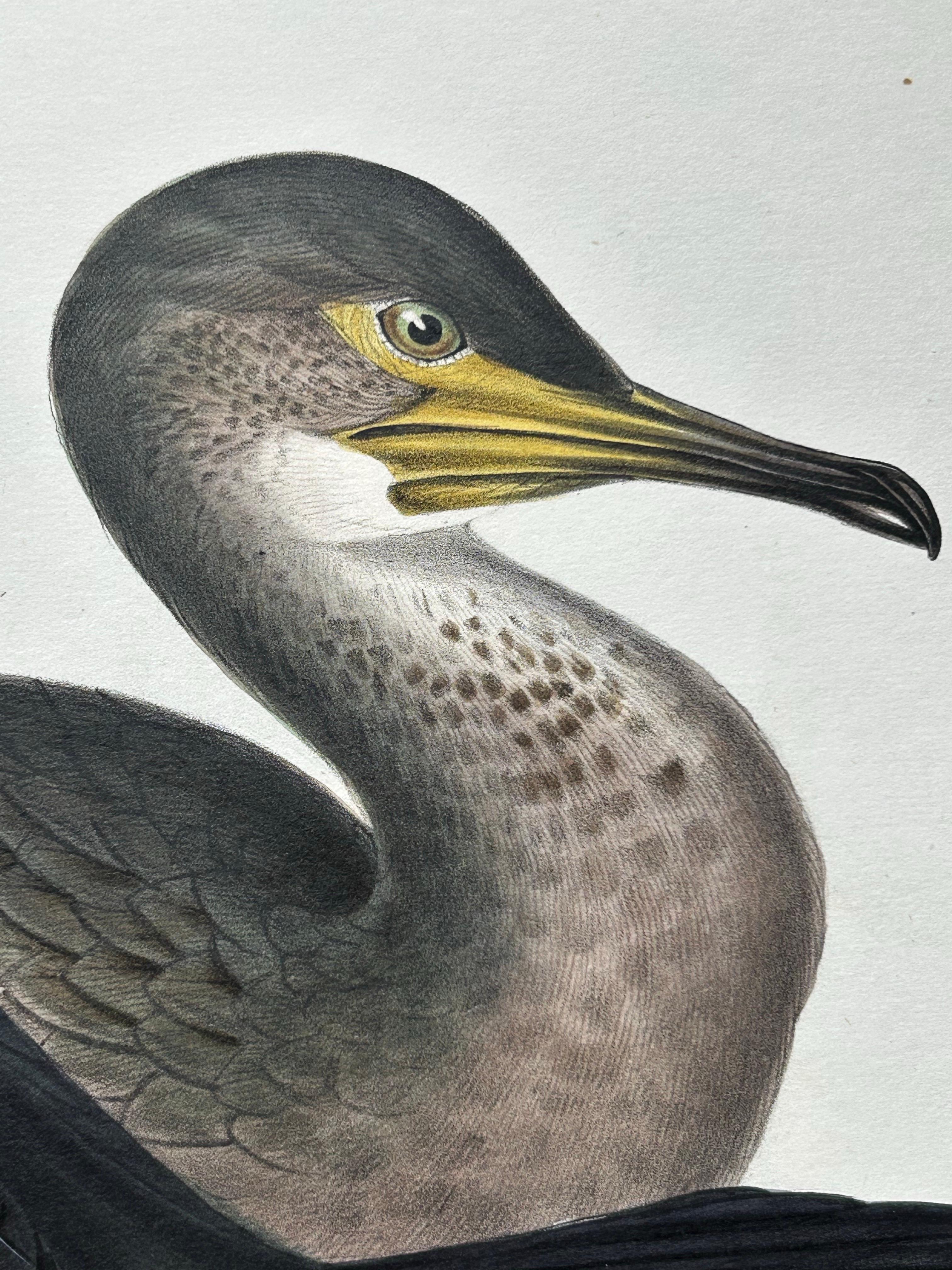 Shag or Green Cormorant – Antique Bird Print by John Gould, c.1832 For Sale 1