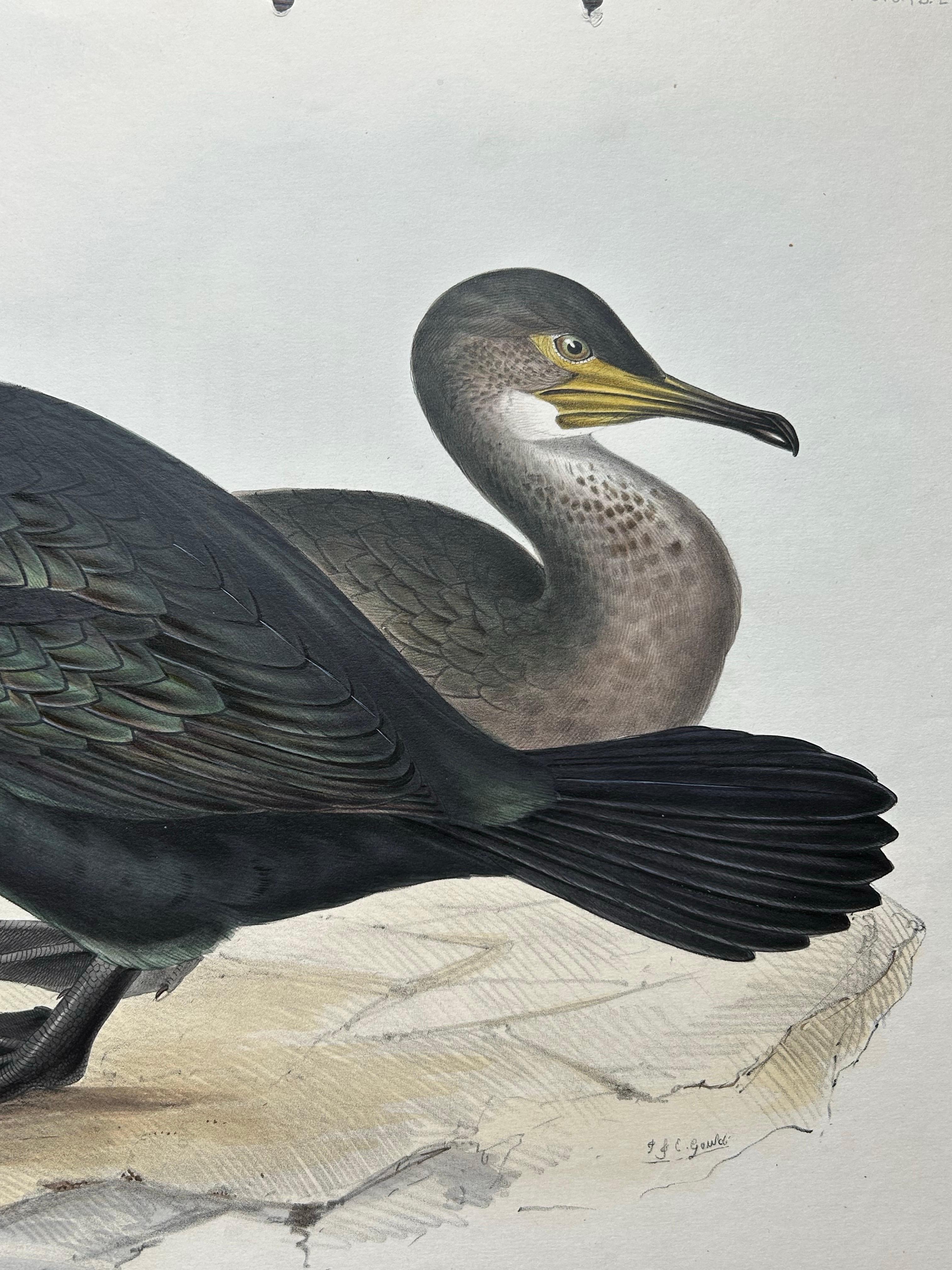Shag or Green Cormorant – Antique Bird Print by John Gould, c.1832 For Sale 3