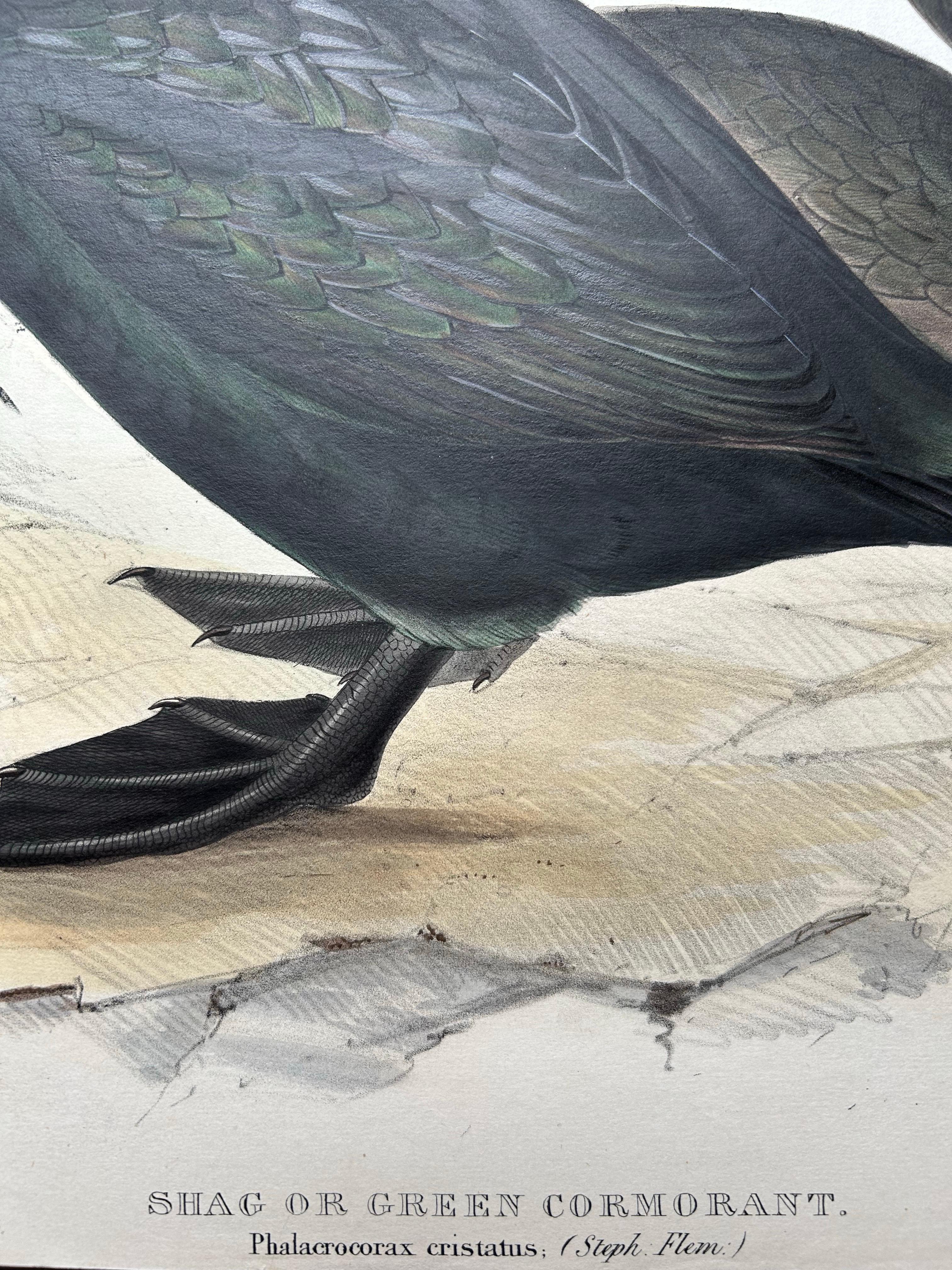 Shag or Green Cormorant – Antique Bird Print by John Gould, c.1832

This striking antique bird print presents the Shag, also known as the Green Cormorant (Phalacrocorax aristotelis), as featured in John Gould’s renowned series Birds of Europe
