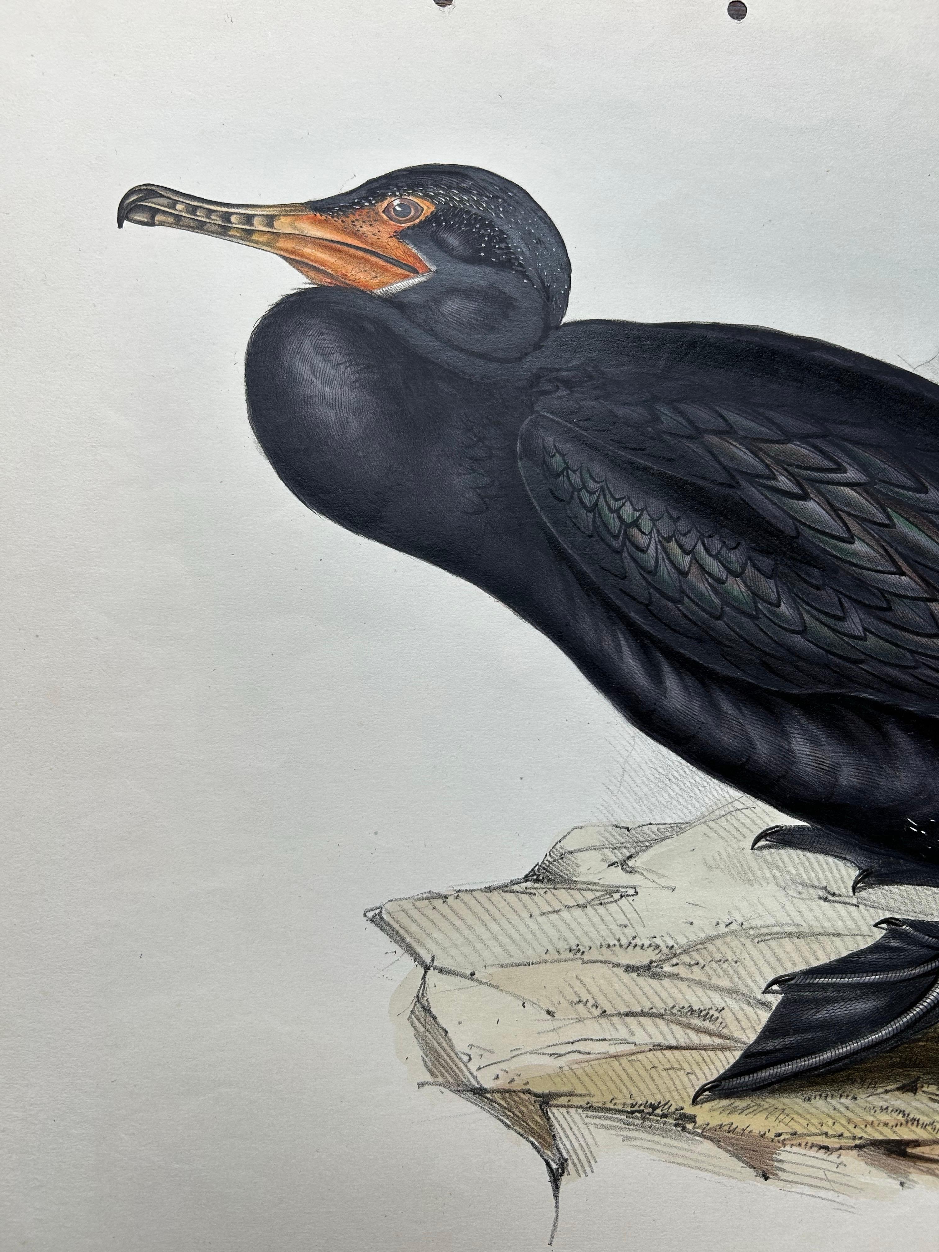 Impression ancienne d'un oiseau du Grand Cormoran ou de son abat-jour noir, 1832 en vente 1