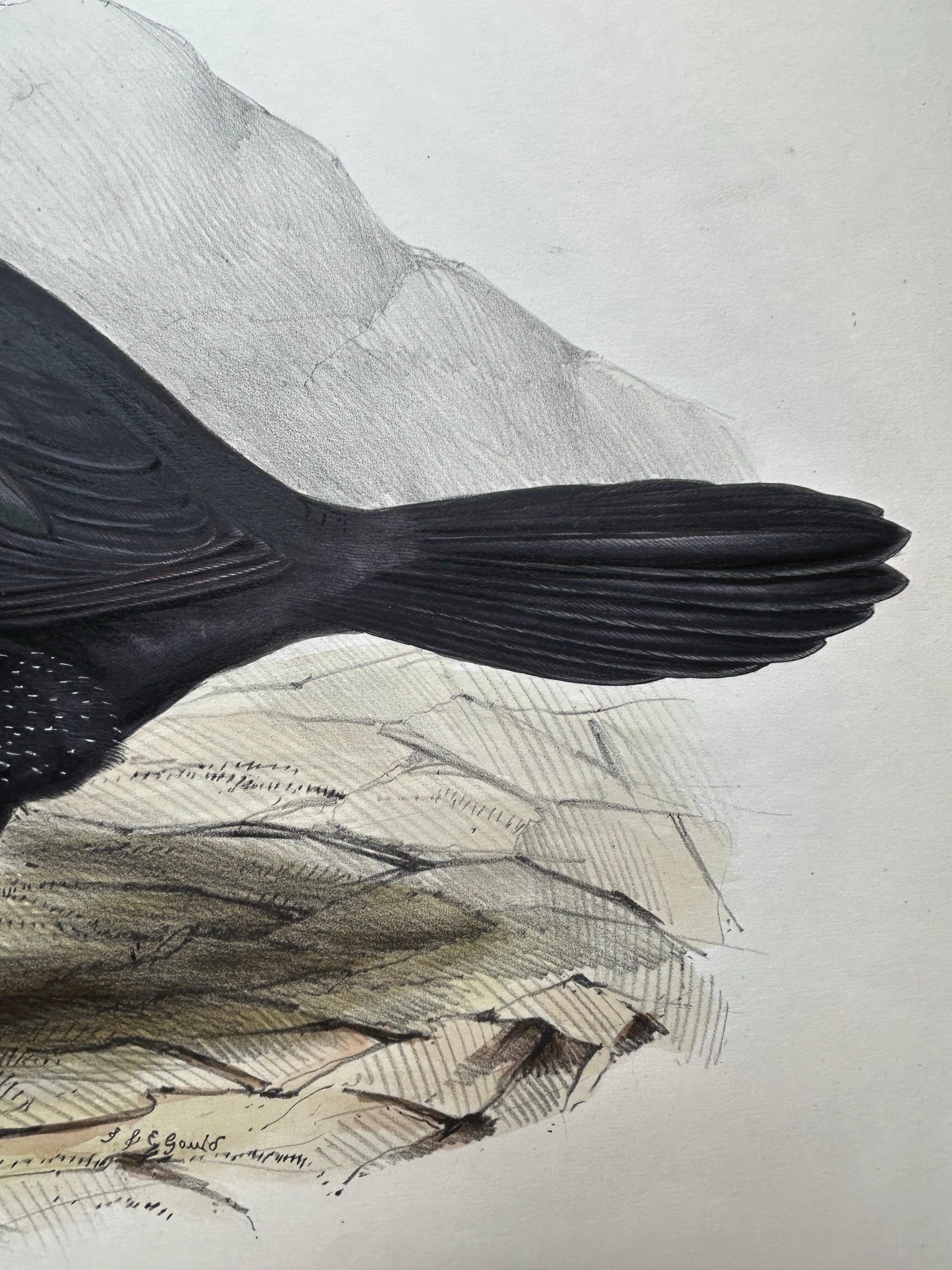 Impression ancienne d'un oiseau du Grand Cormoran ou de son abat-jour noir, 1832 en vente 2