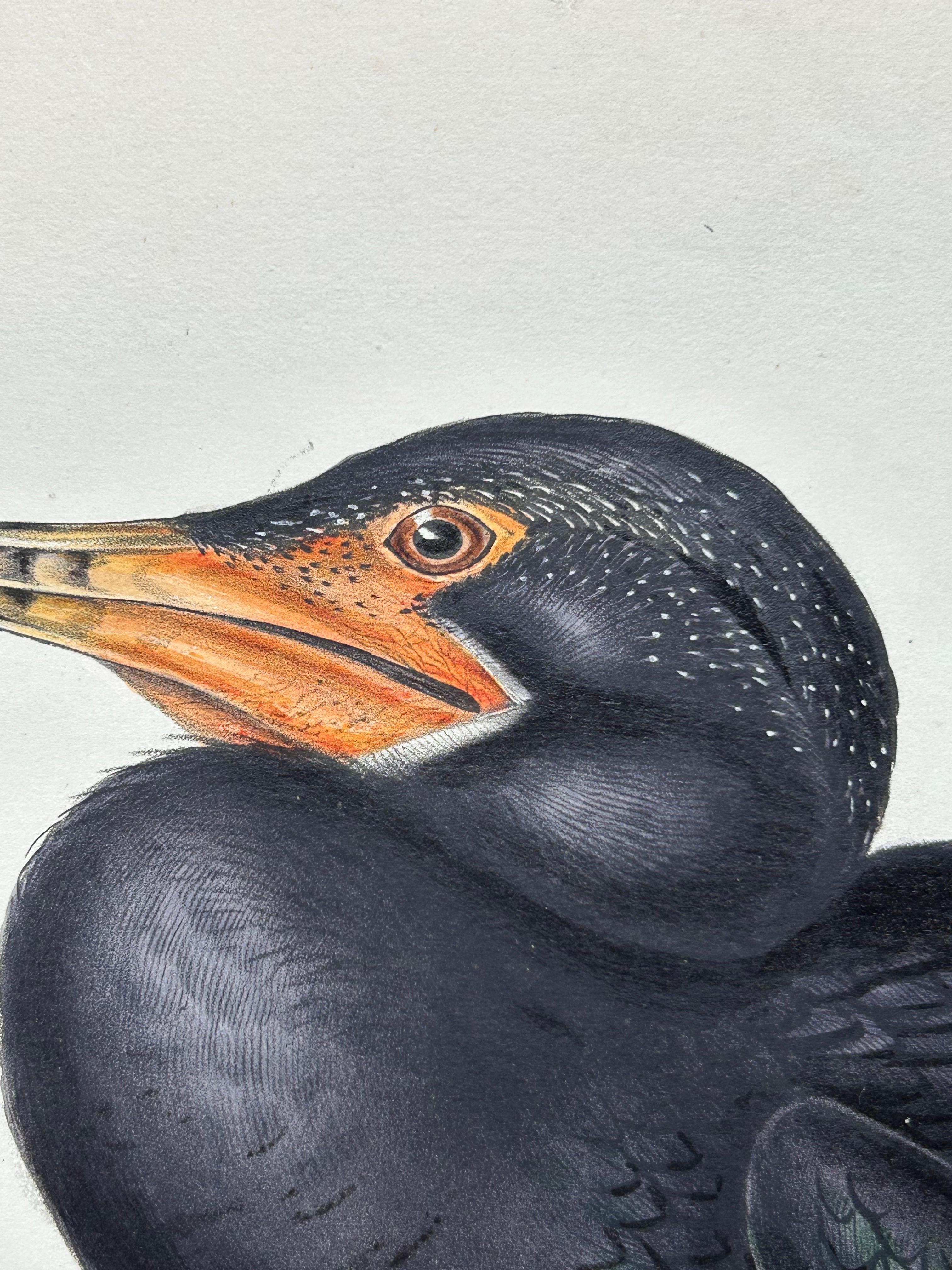 XIXe siècle Impression ancienne d'un oiseau du Grand Cormoran ou de son abat-jour noir, 1832 en vente