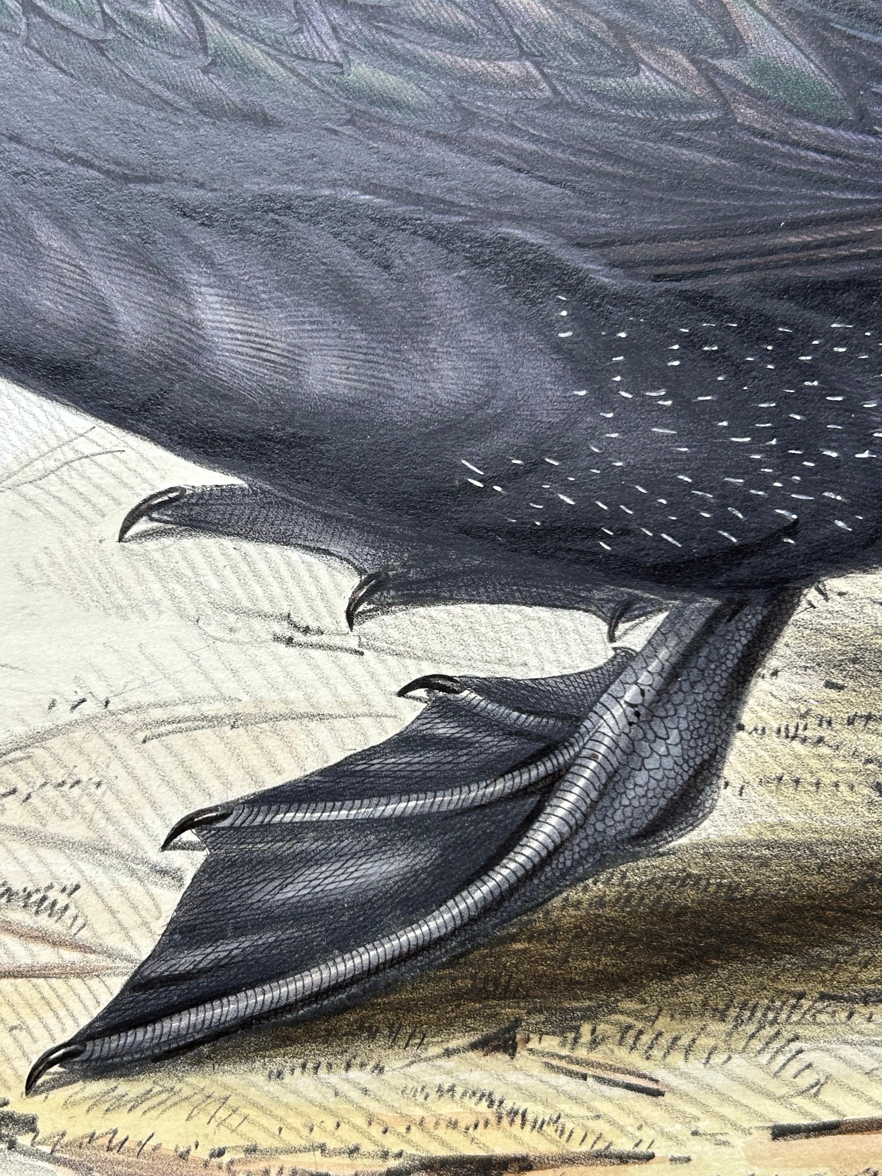 Impression ancienne d'un oiseau du Grand Cormoran ou de son abat-jour noir, 1832 Bon état - En vente à Langweer, NL
