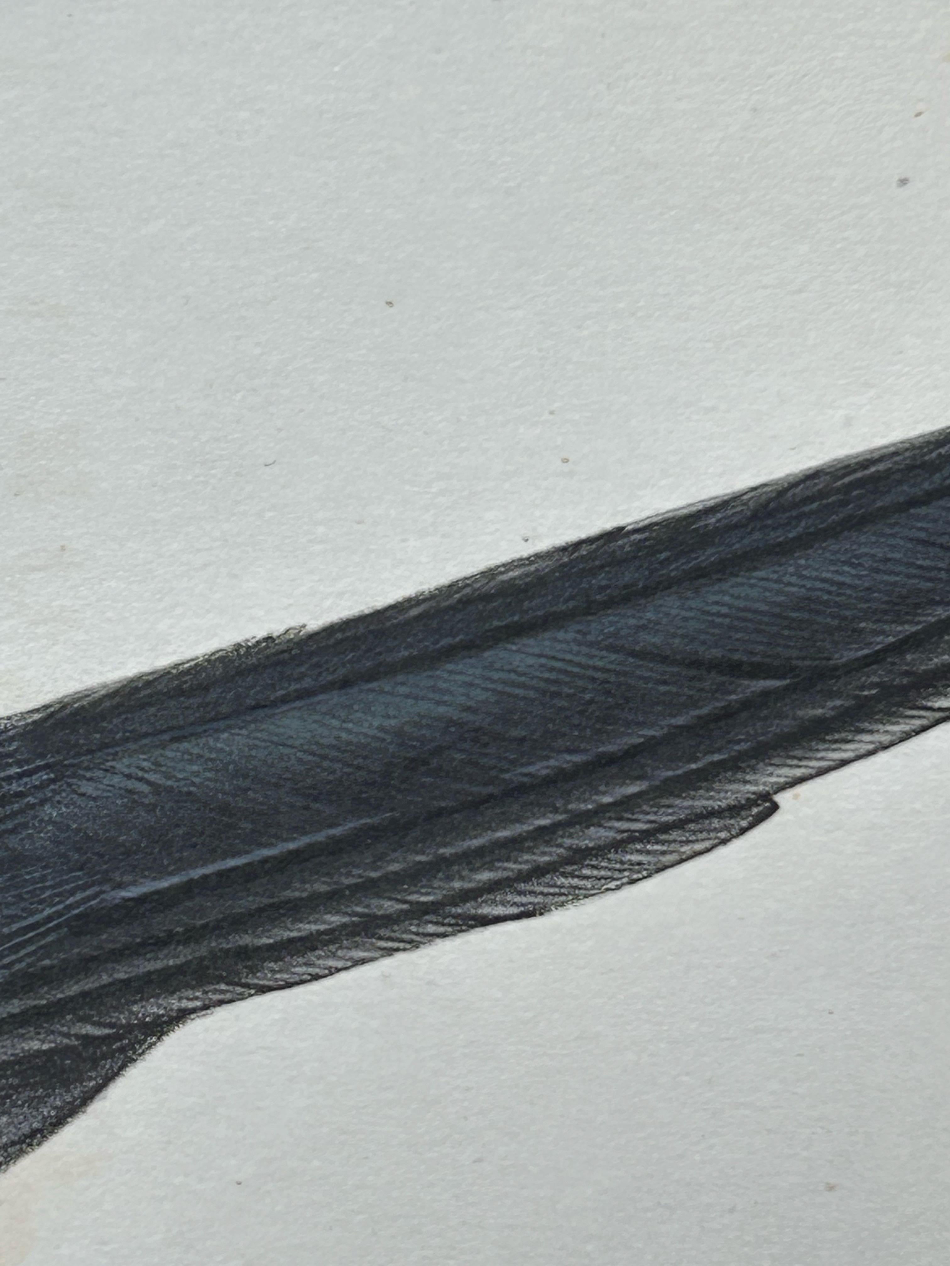 Paper Little Cormorant – Antique Bird Lithograph by John Gould, c.1832 For Sale