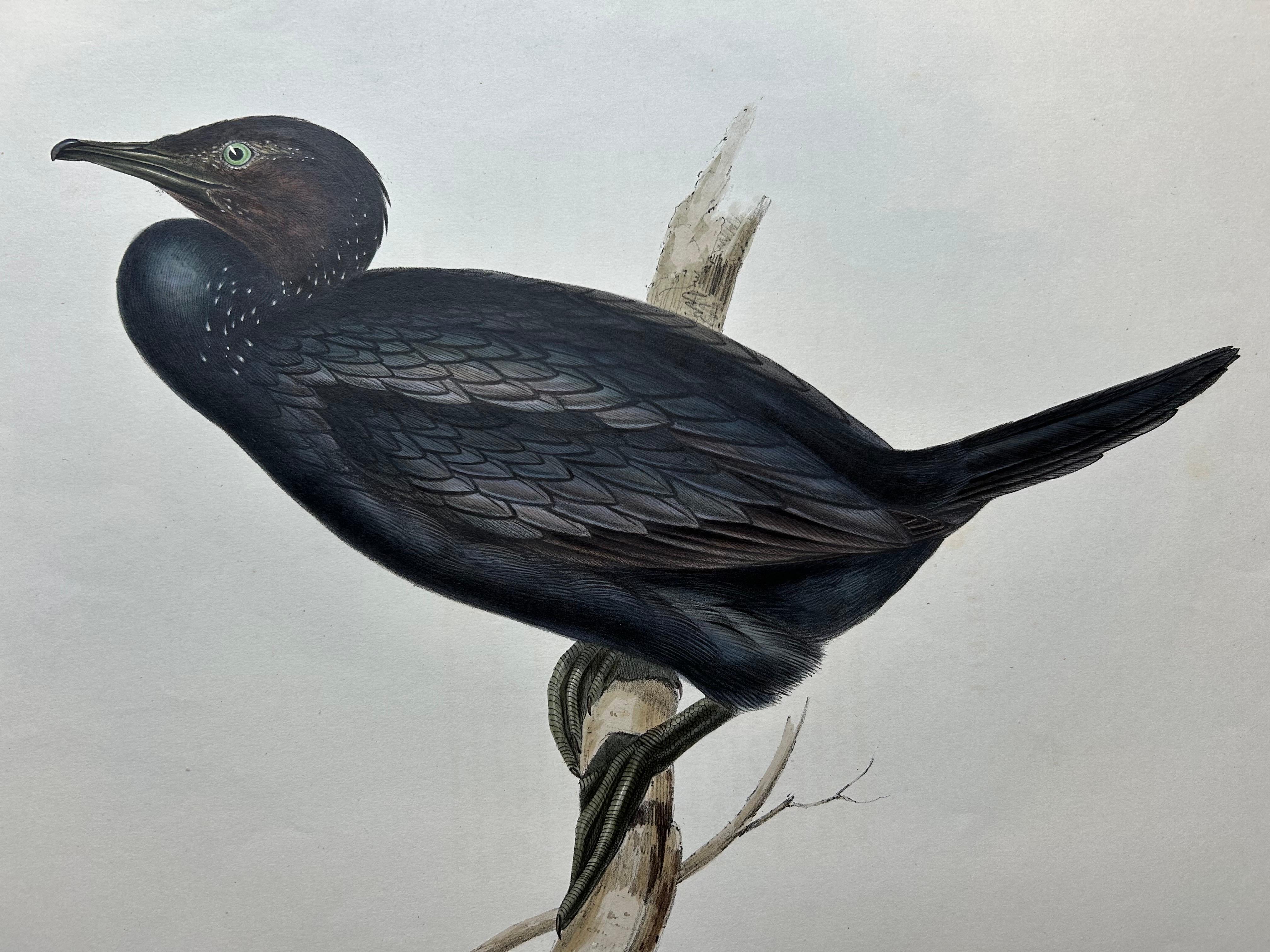 Little Cormorant – Antique Bird Lithograph by John Gould, c.1832

This antique ornithological lithograph features the Little Cormorant (Phalacrocorax niger), a sleek waterbird known for its distinctive all-black plumage and elegant form. The bird is