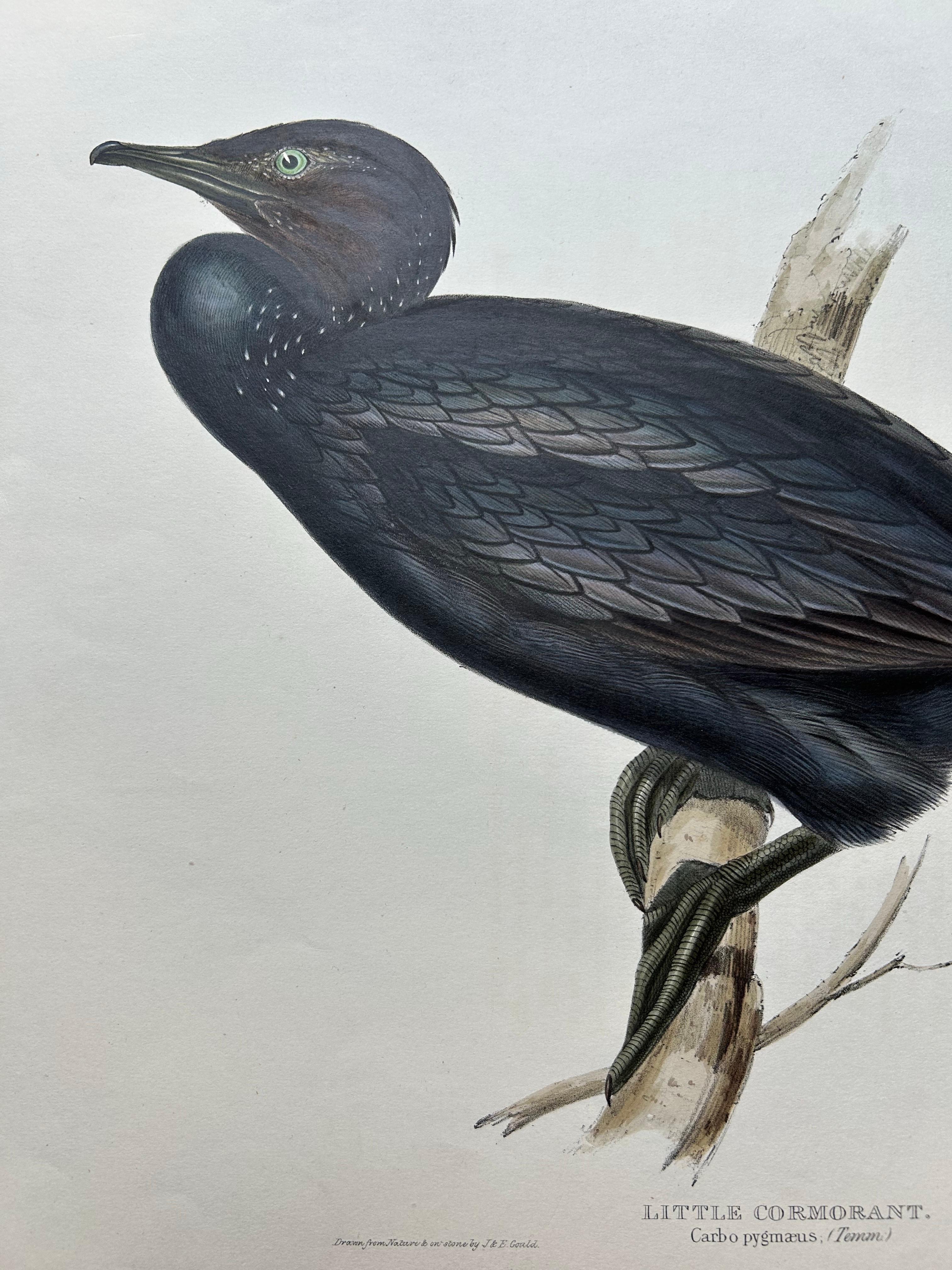 19th Century Little Cormorant – Antique Bird Lithograph by John Gould, c.1832 For Sale