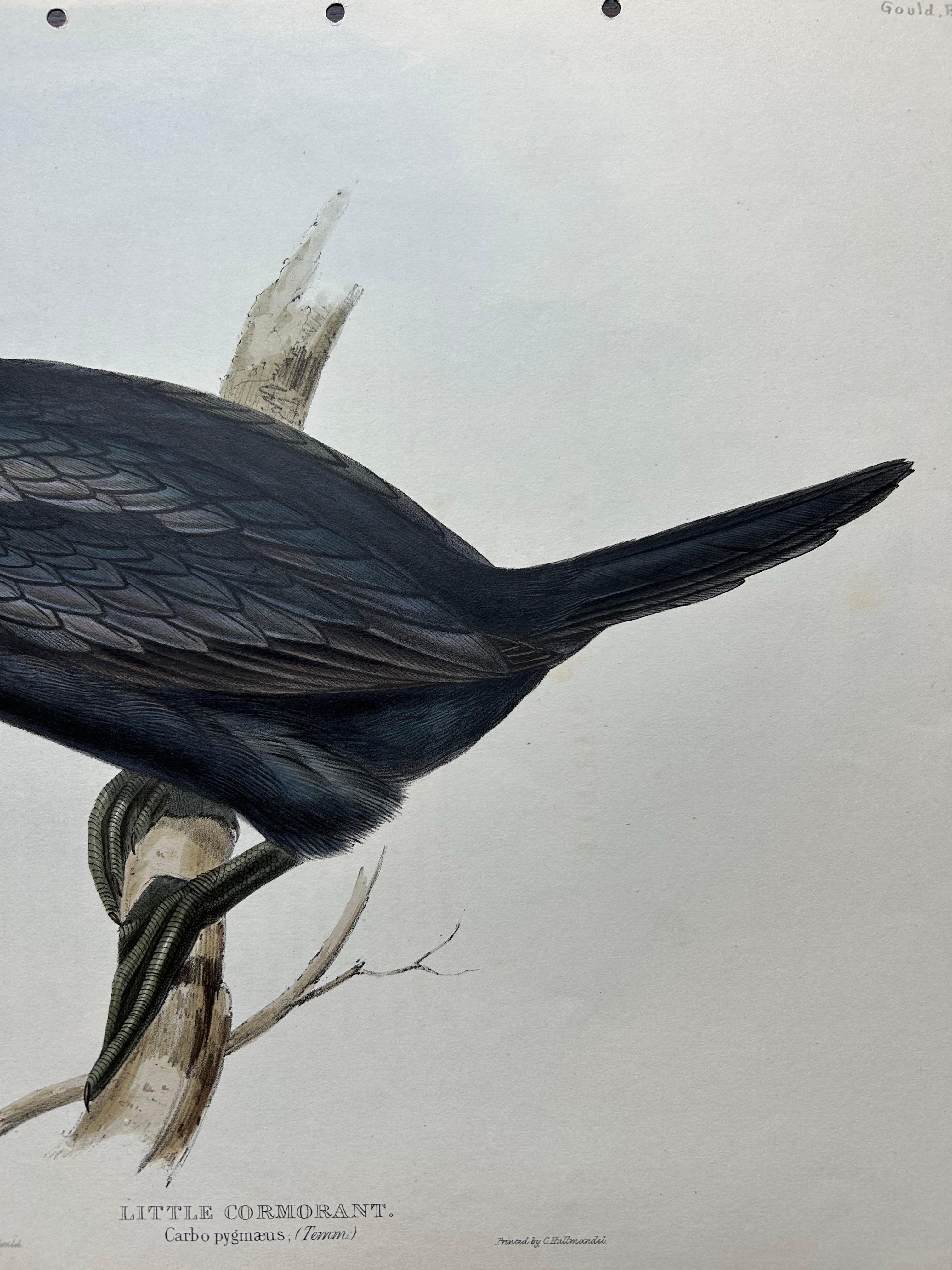 Little Cormorant – Antique Bird Lithograph by John Gould, c.1832 In Good Condition For Sale In Langweer, NL