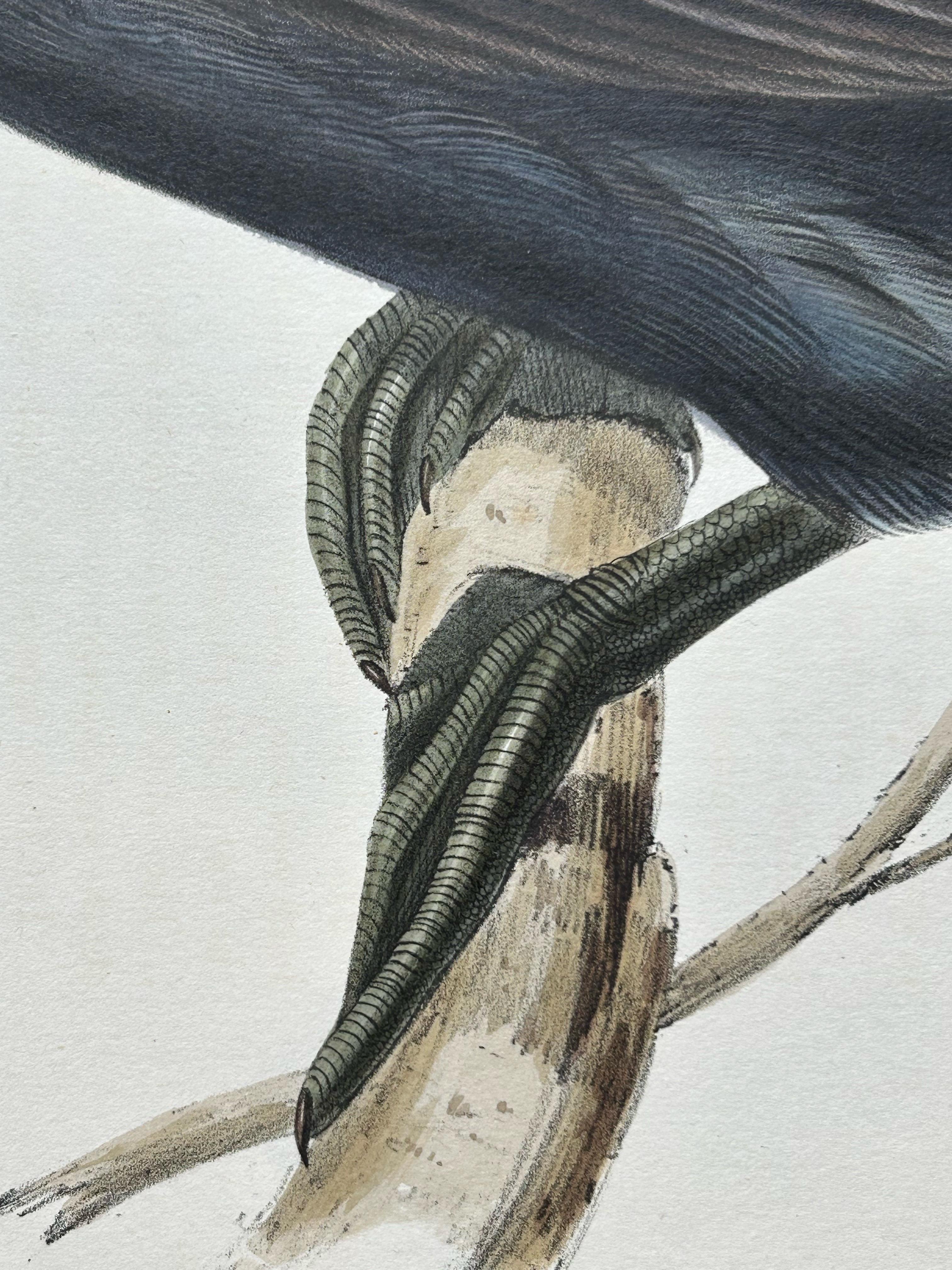 Little Cormorant – Antique Bird Lithograph by John Gould, c.1832 For Sale 2