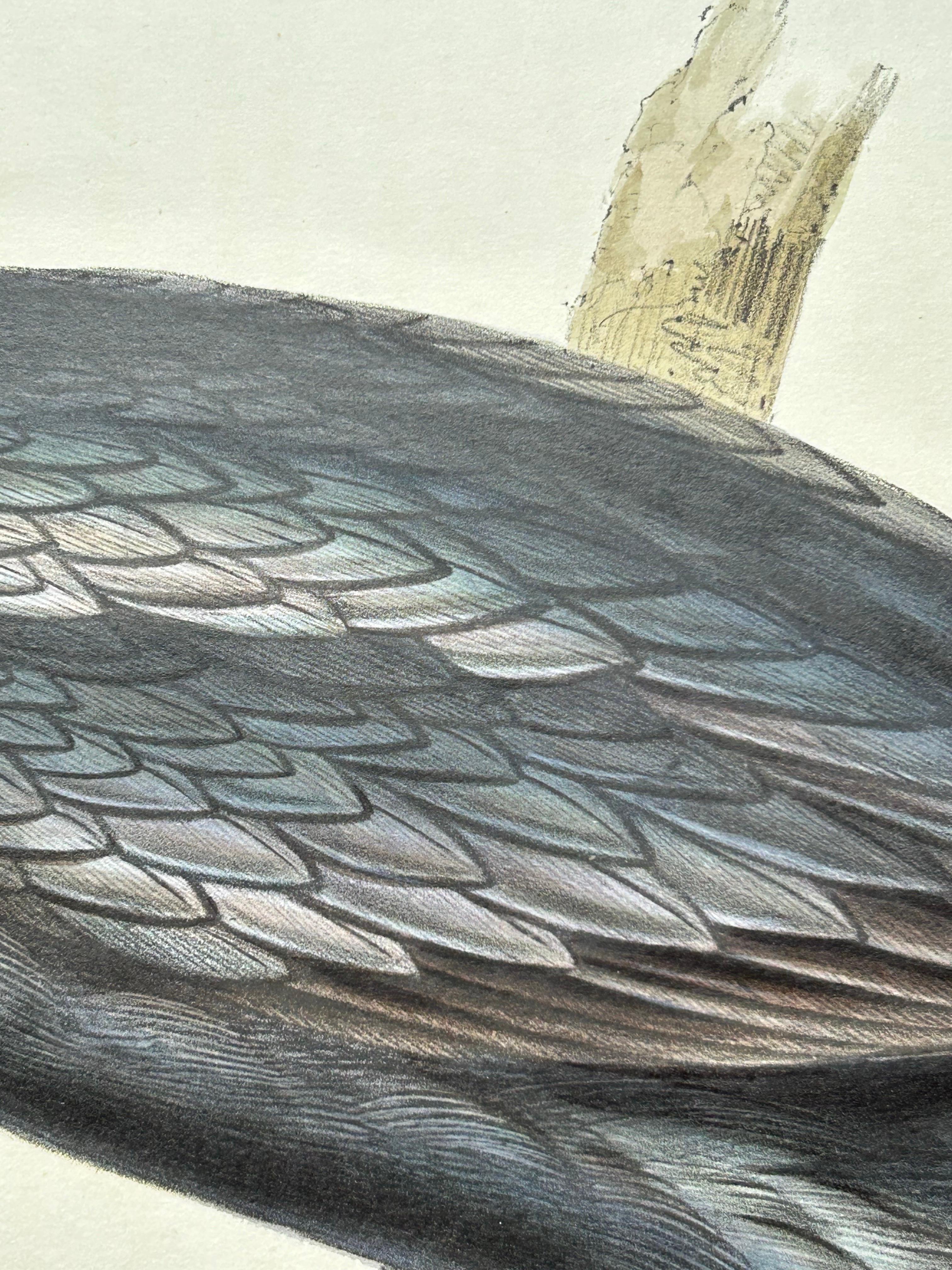 Little Cormorant – Antique Bird Lithograph by John Gould, c.1832 For Sale 1