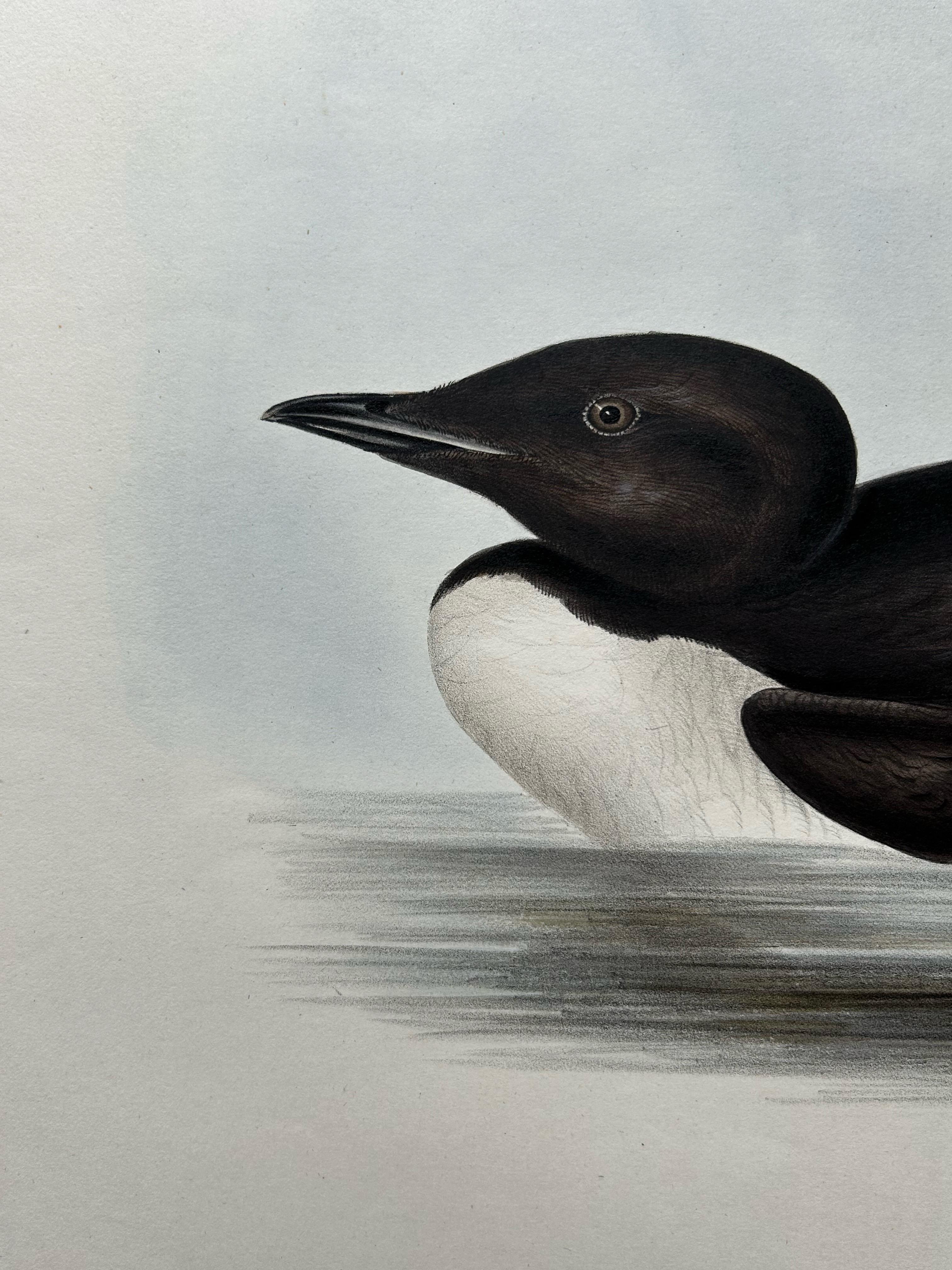 Brunnich’s Guillemot – Antique Bird Lithograph by John Gould, c.1832 In Good Condition For Sale In Langweer, NL