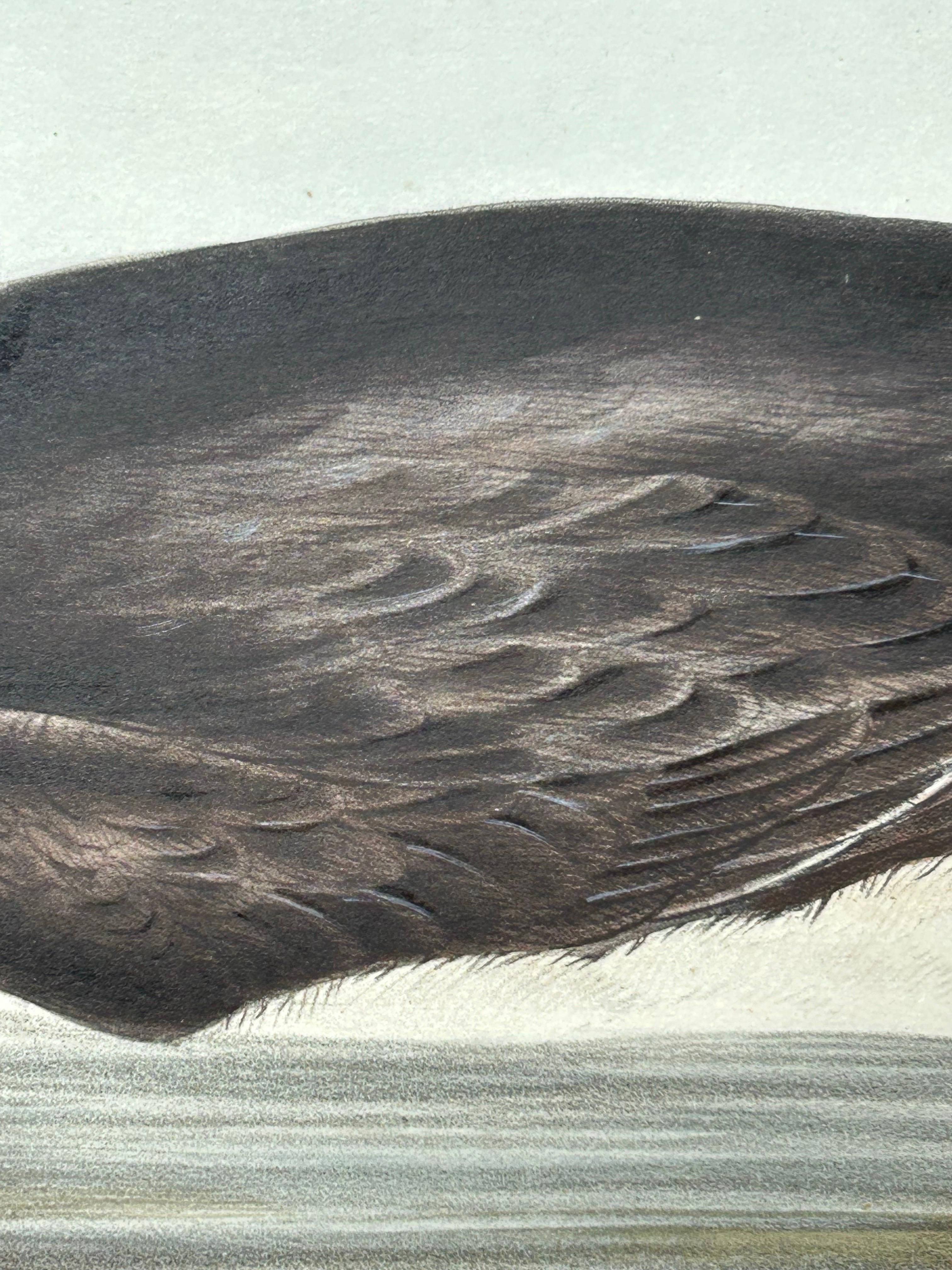 19th Century Brunnich’s Guillemot – Antique Bird Lithograph by John Gould, c.1832 For Sale