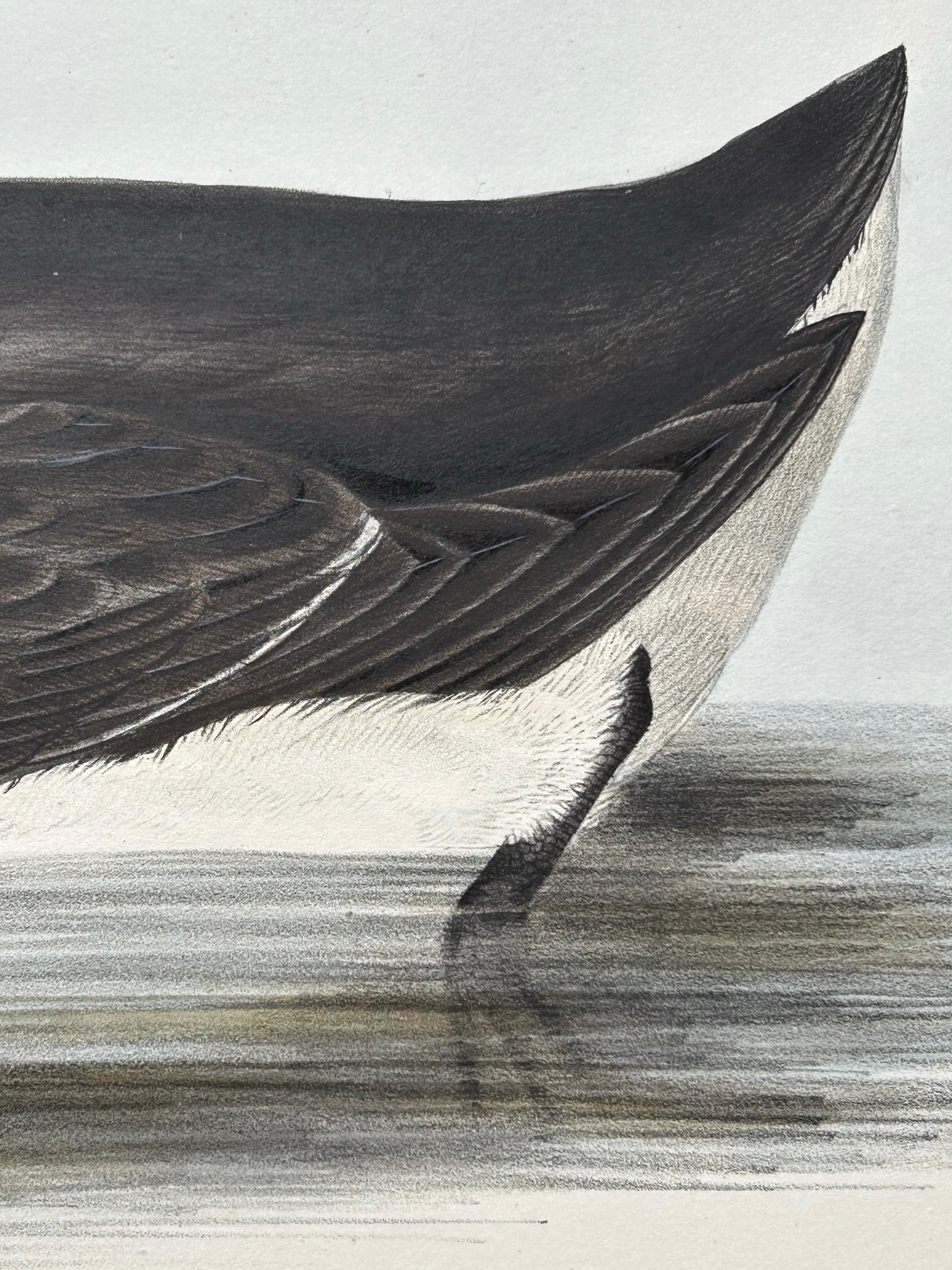 Paper Brunnich’s Guillemot – Antique Bird Lithograph by John Gould, c.1832 For Sale